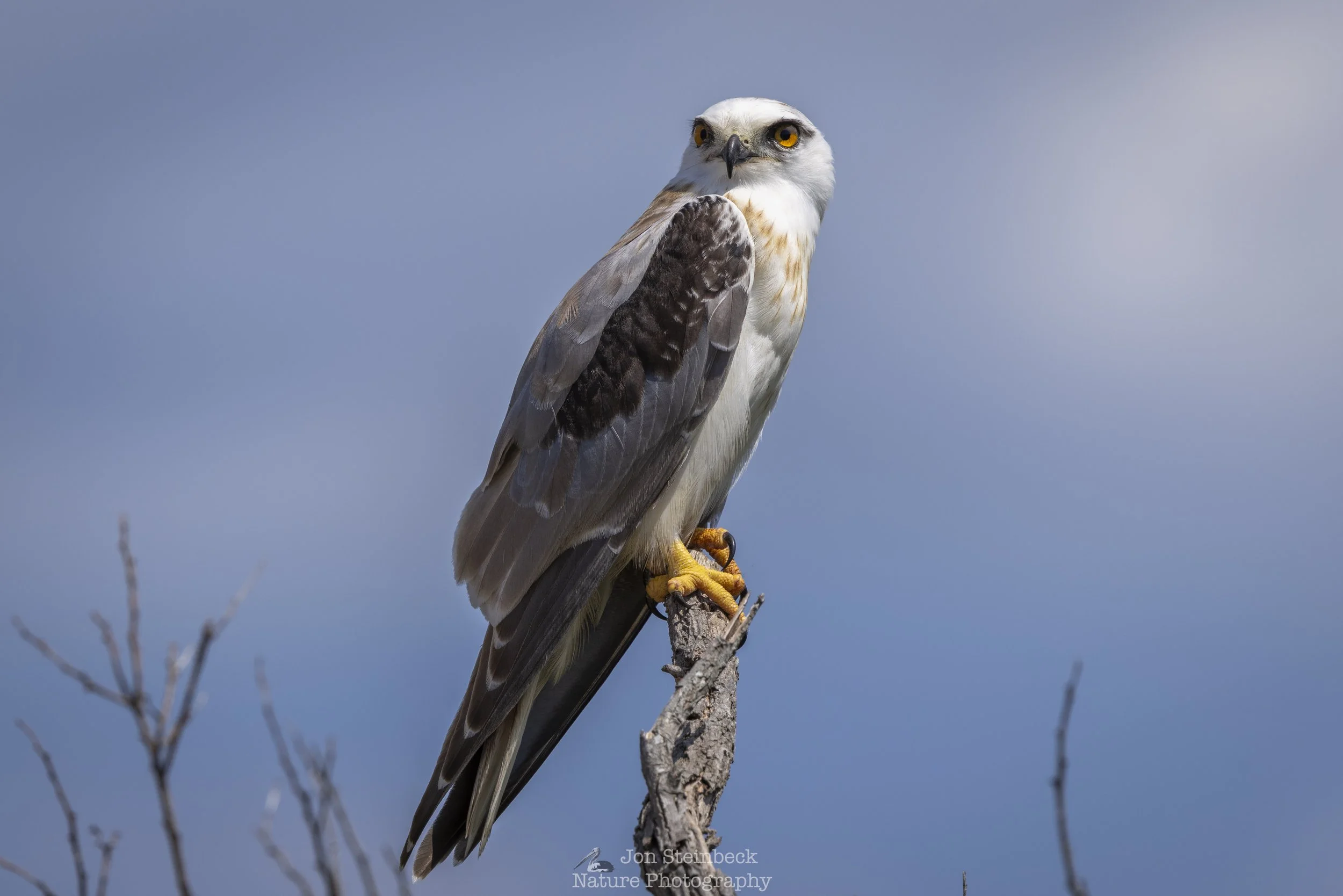 The juvenile sentinel