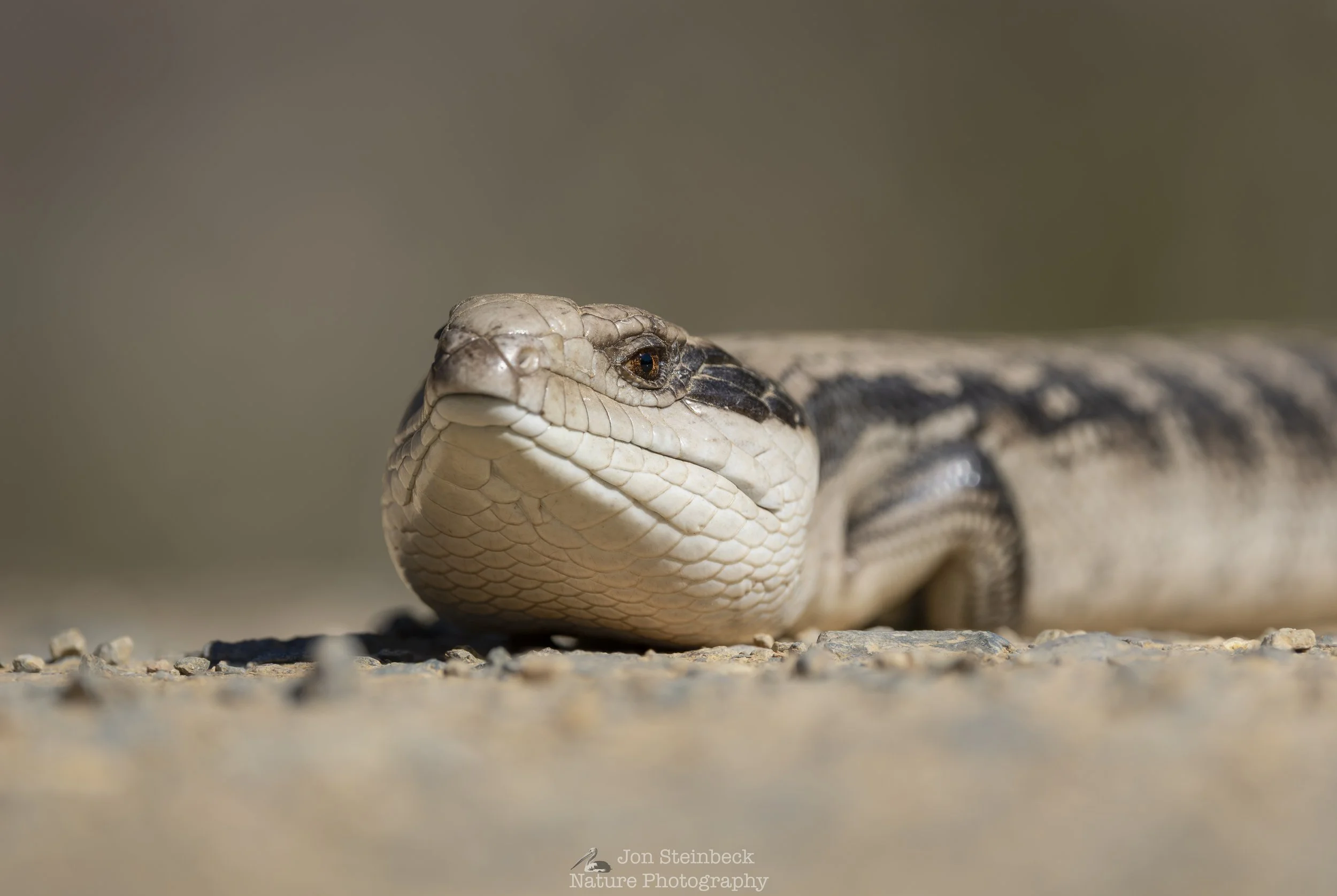 Eastern Blue-tongue on the road