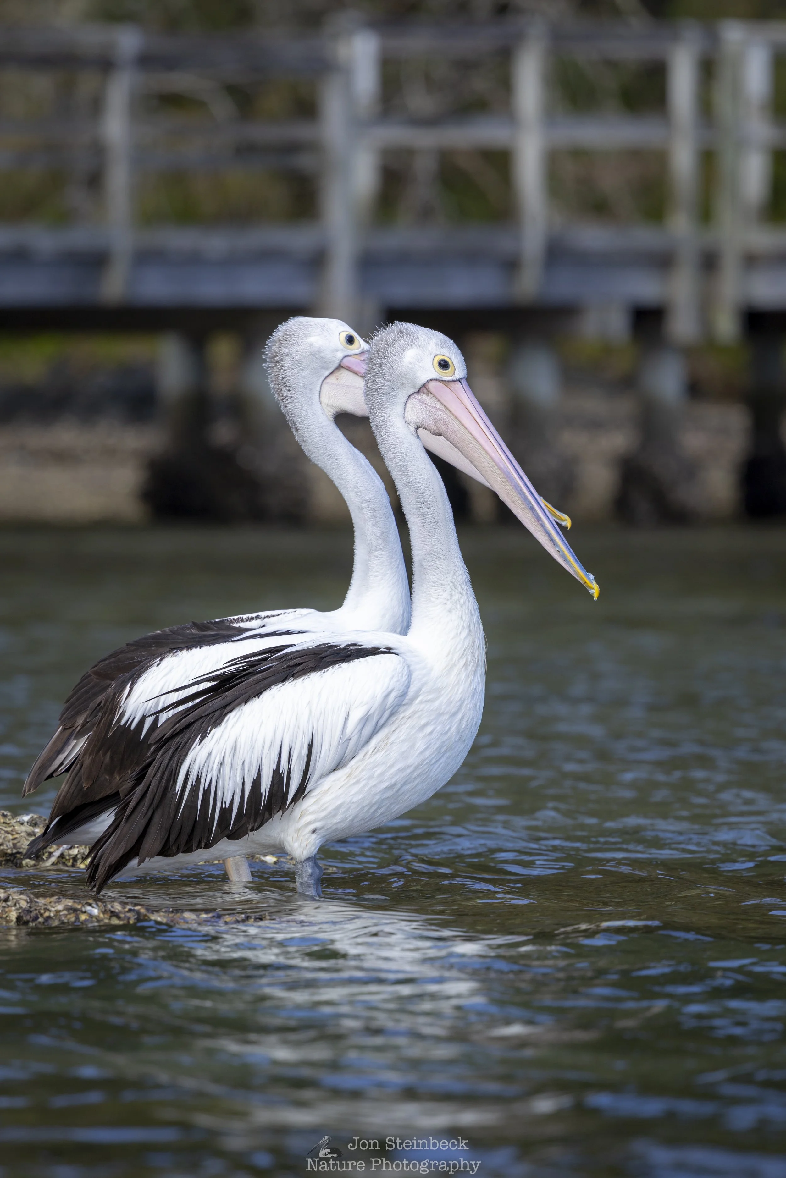 Australian_Pelican_Narooma_6962_20260101.jpg