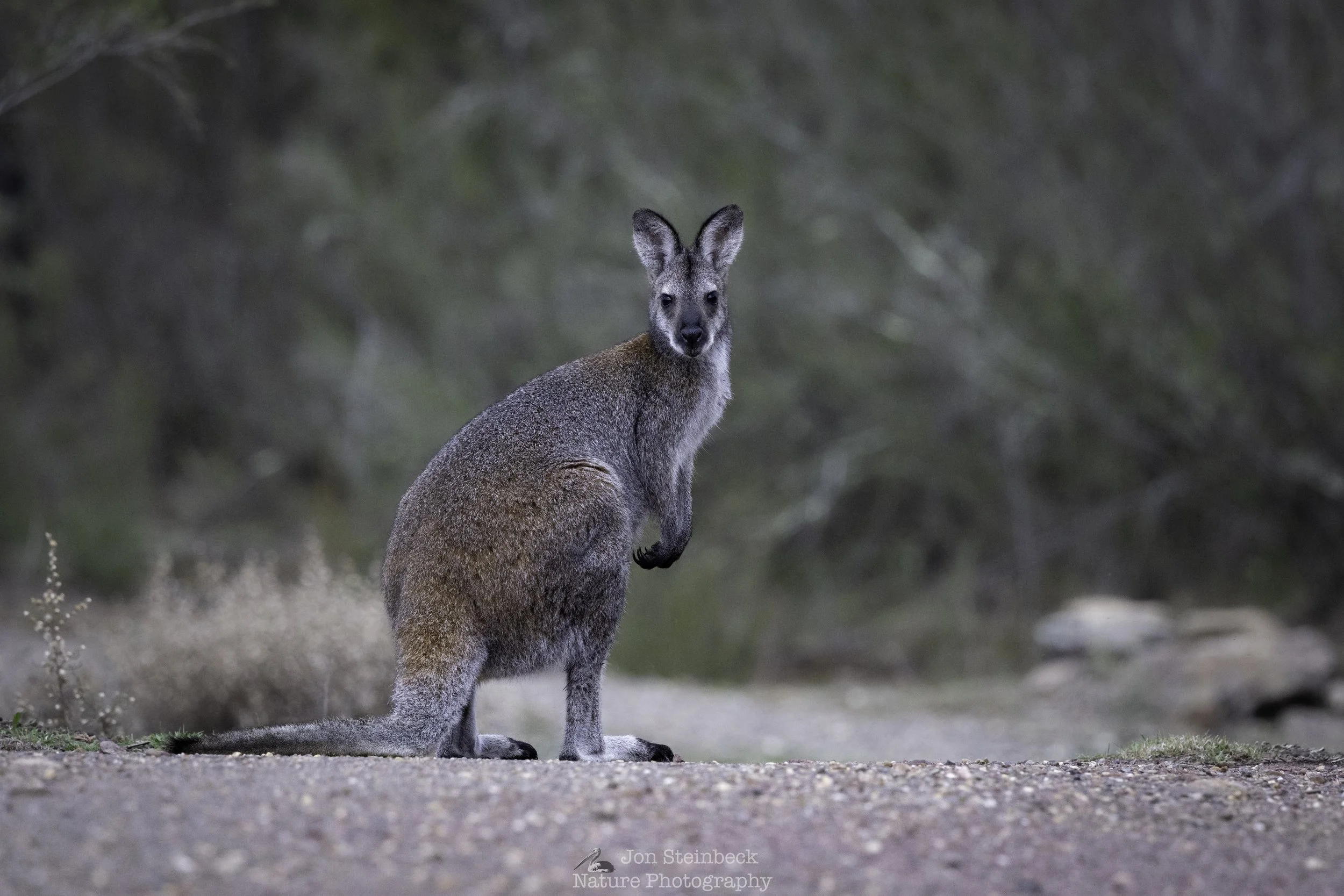 Red-necked_Wallaby_Woodstock_NR_8668_20250524.jpg