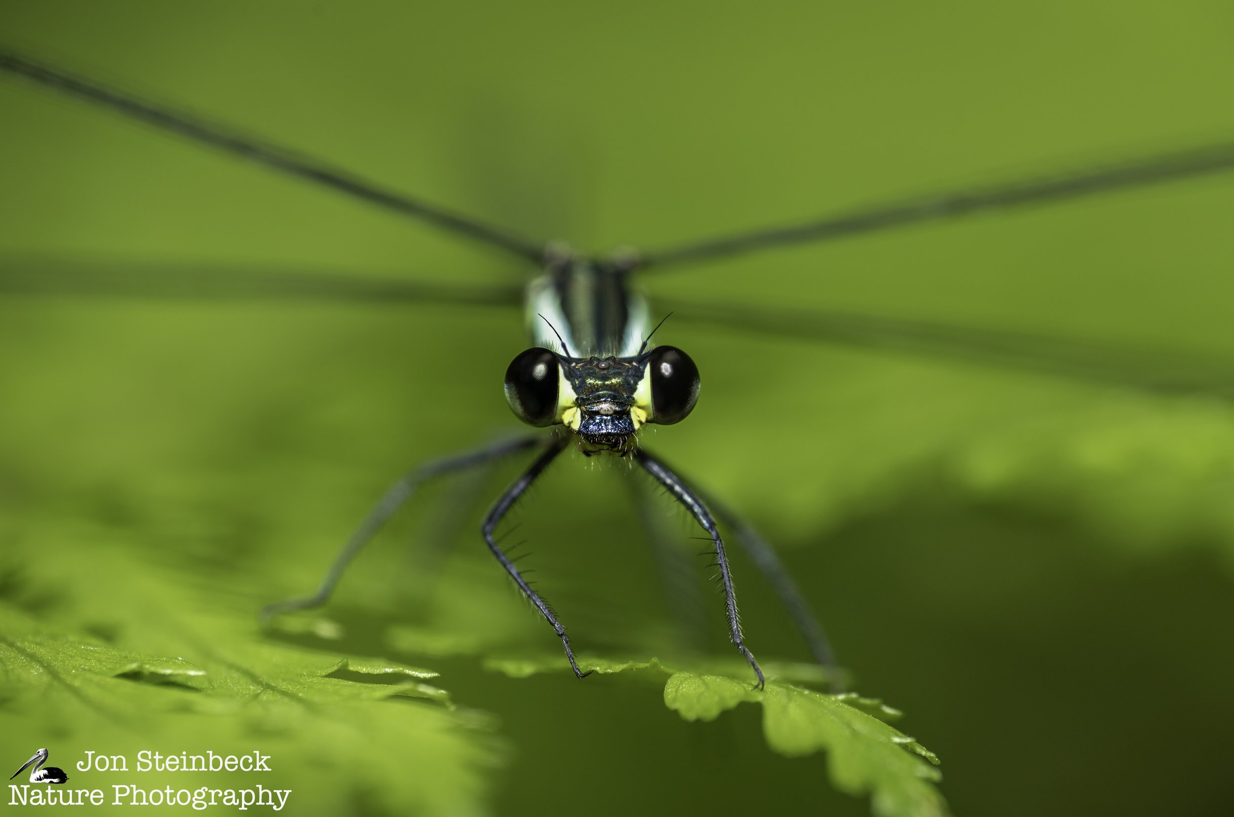 Common Flatwing
