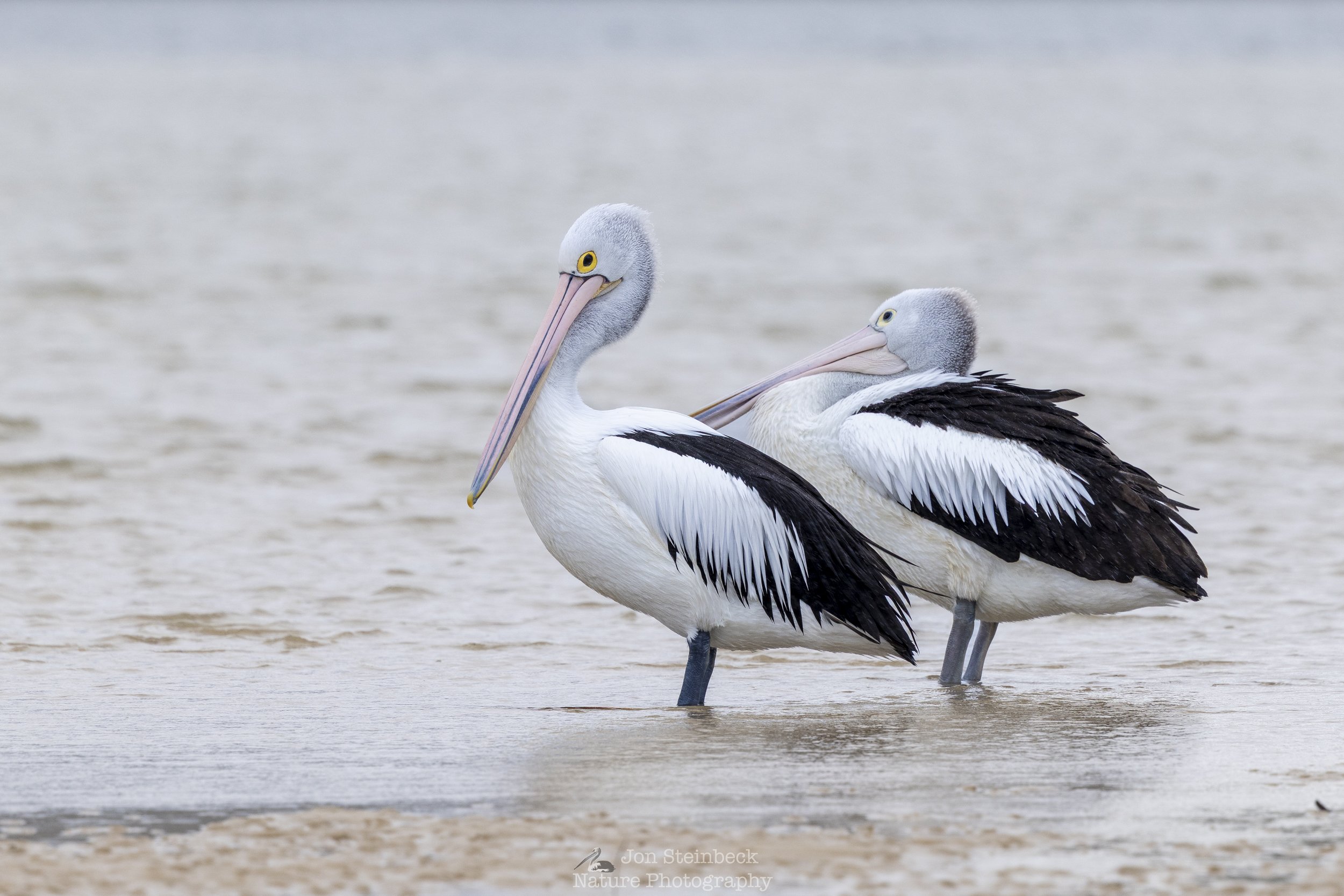 Australian_Pelican_Narooma_6984_20250809.jpg