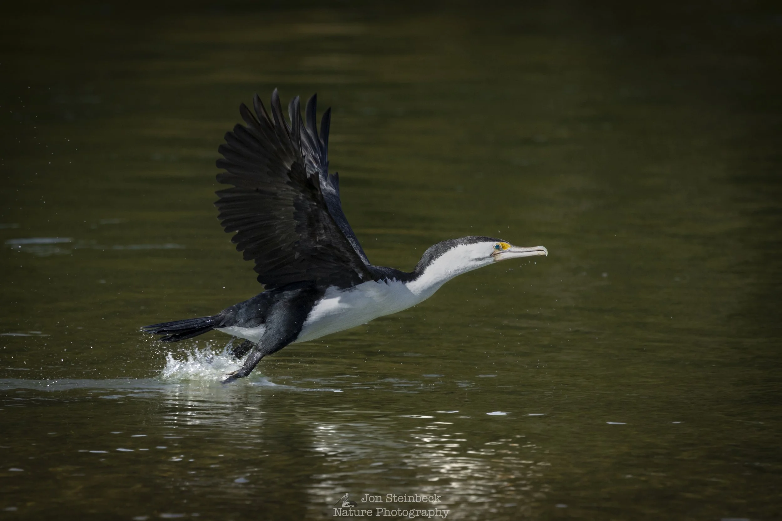 Pied_Cormorant_Narooma_9383_20250823.jpg