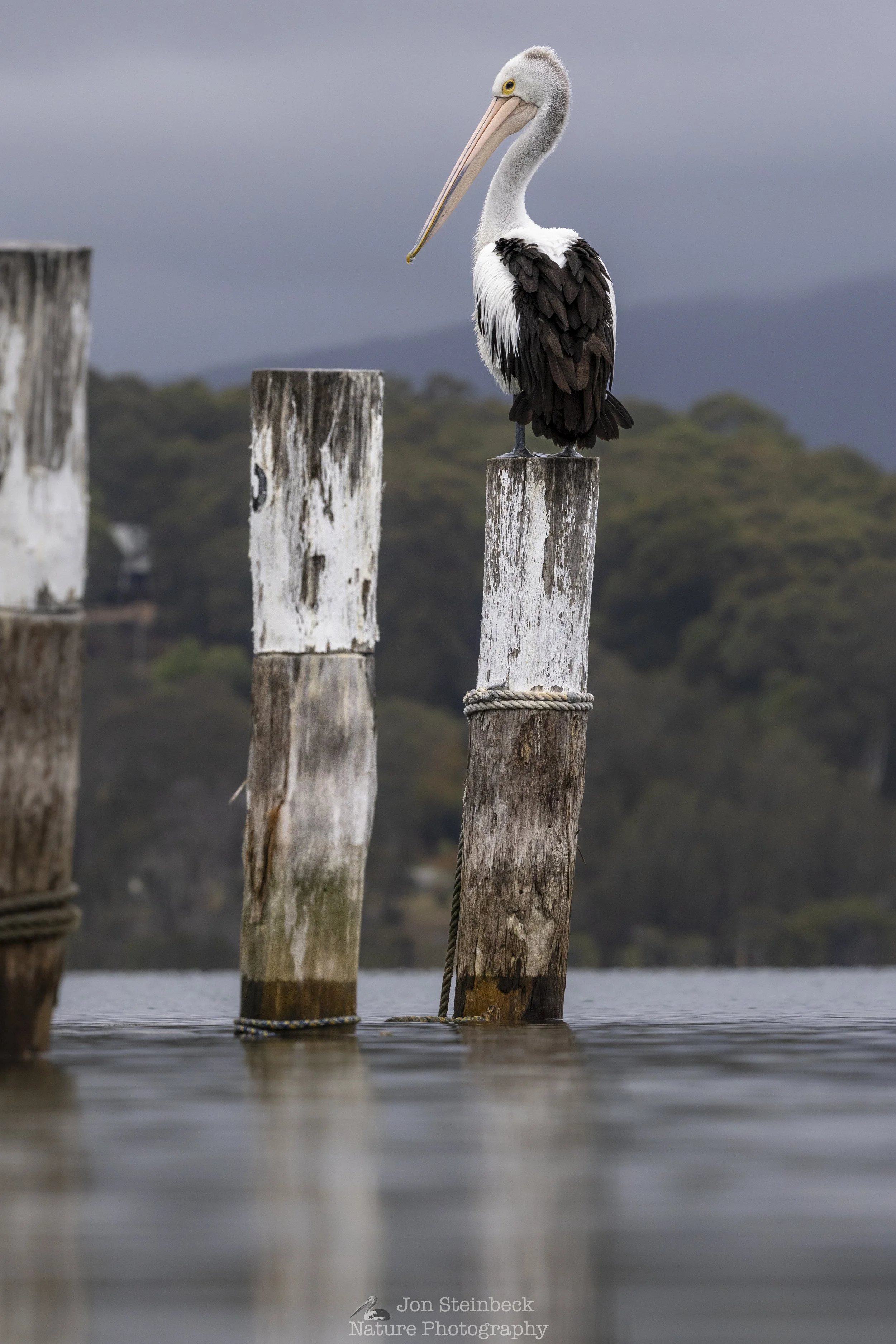 Australian_Pelican_Narooma_0342_20251114.jpg