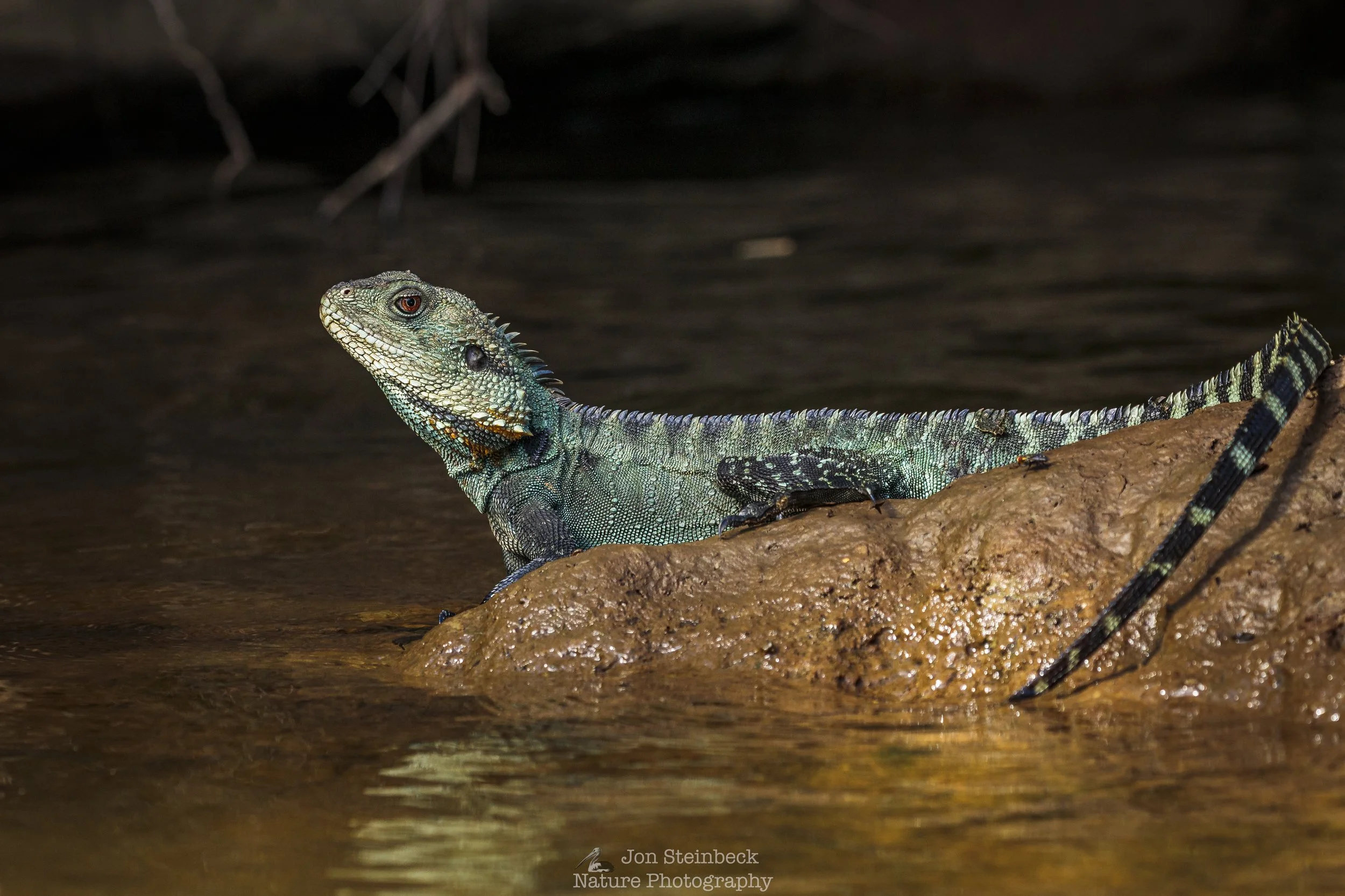 Gippsland_Water_Dragon_Shoalhaven_Gorge_7497_20210125.jpg