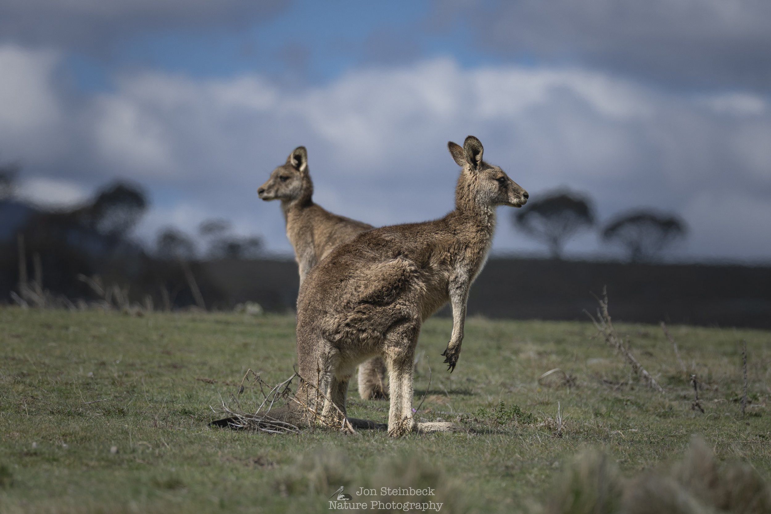 Eastern Grey Kangaroo