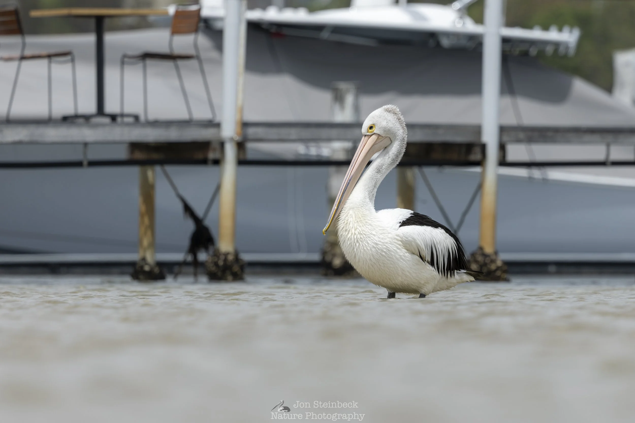 Australian_Pelican_Narooma_2661_20251115.jpg