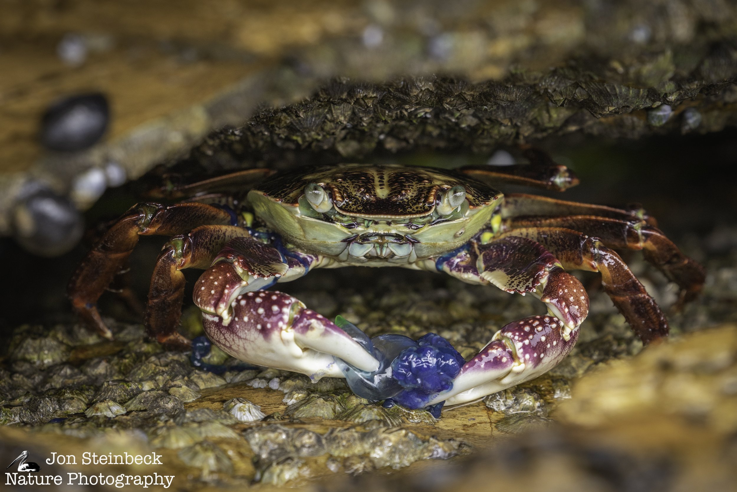 Variegated Shore Crab with a Bluebottle wrapped around it