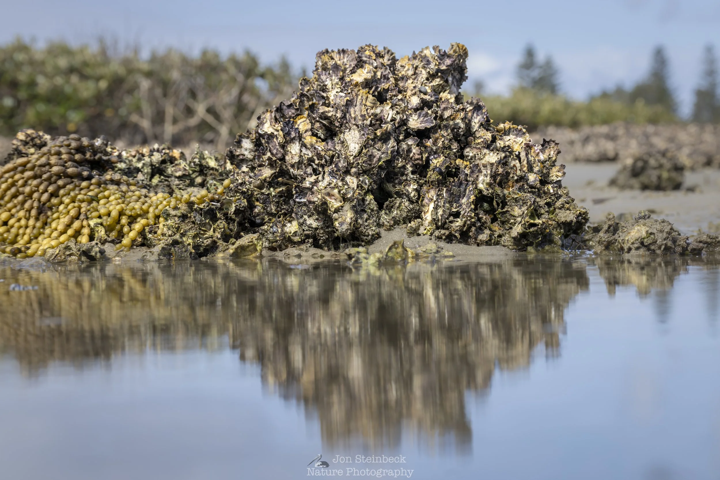 Sydney_Rock_Oyster_Narooma_1194_20260118.jpg