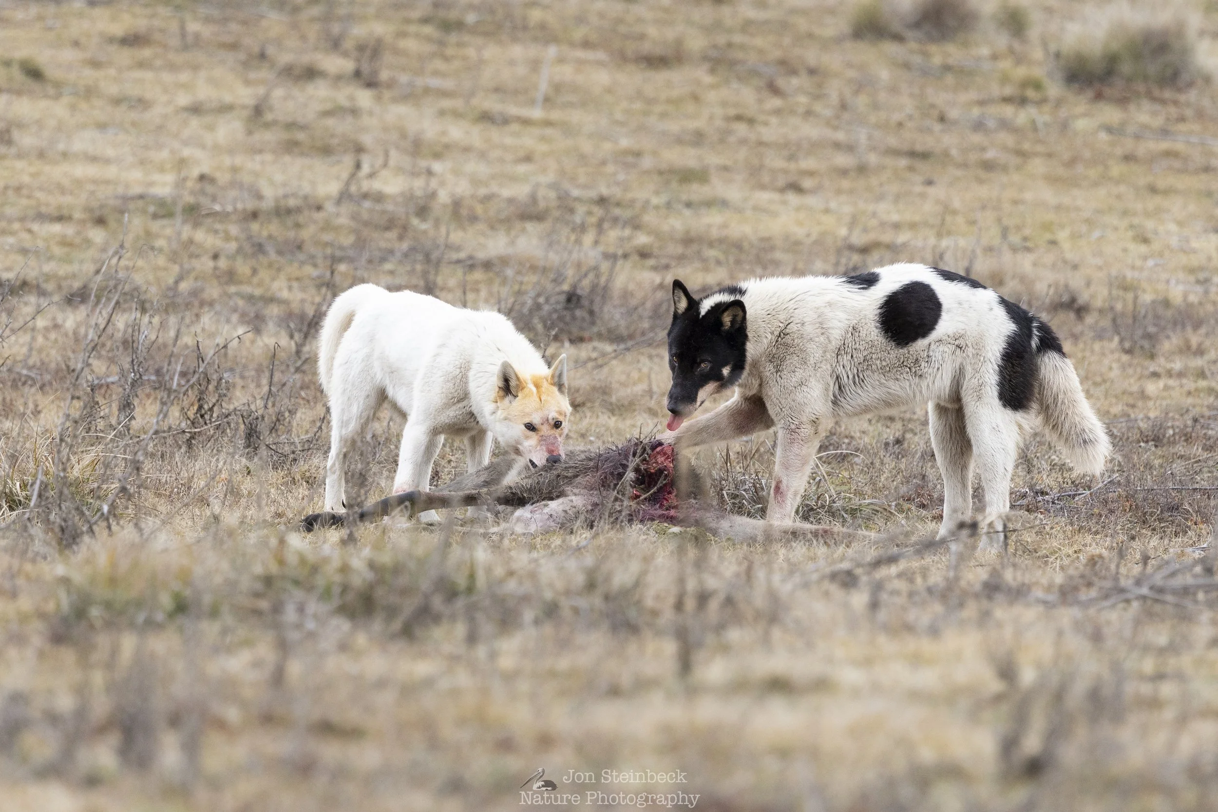 Alpine Dingoes devouring a kangaroo