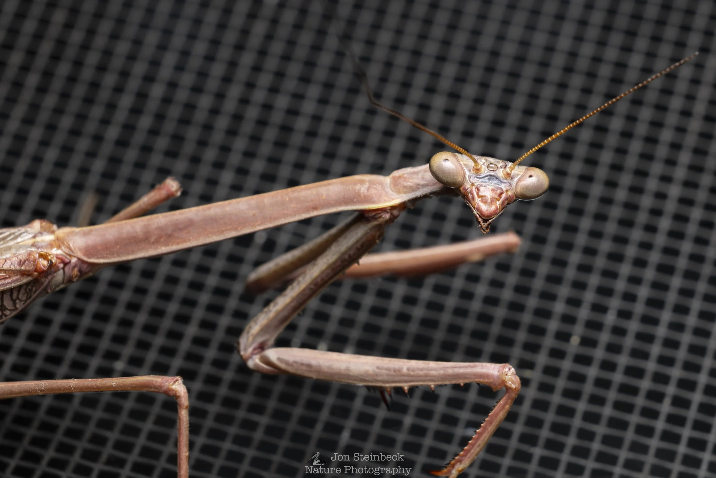 Up close with a False Garden Mantis
