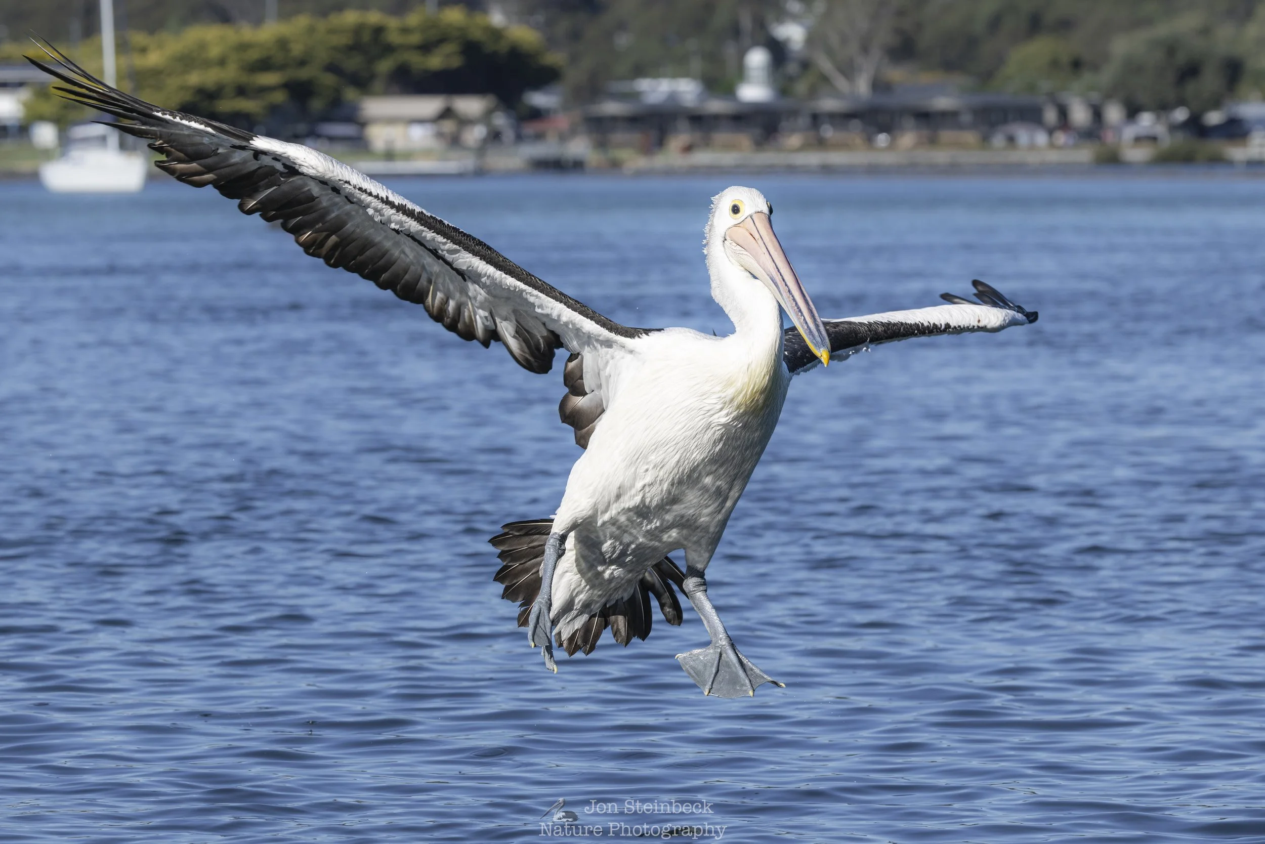 Australian Pelicans at Narooma