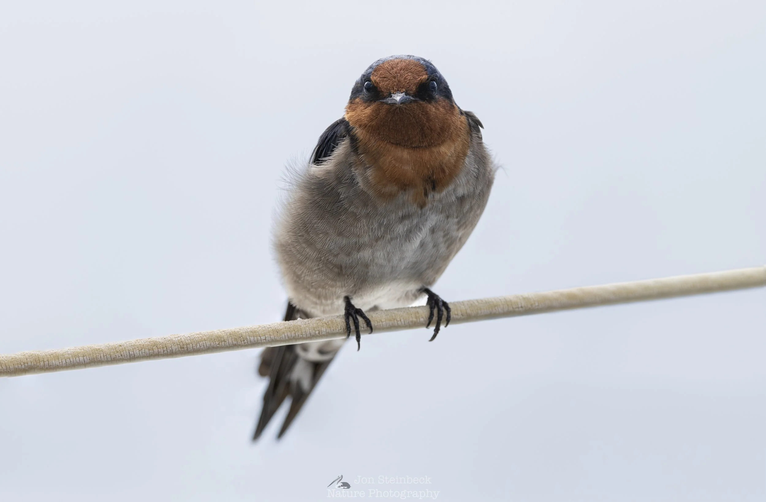Welcome Swallow on a boat