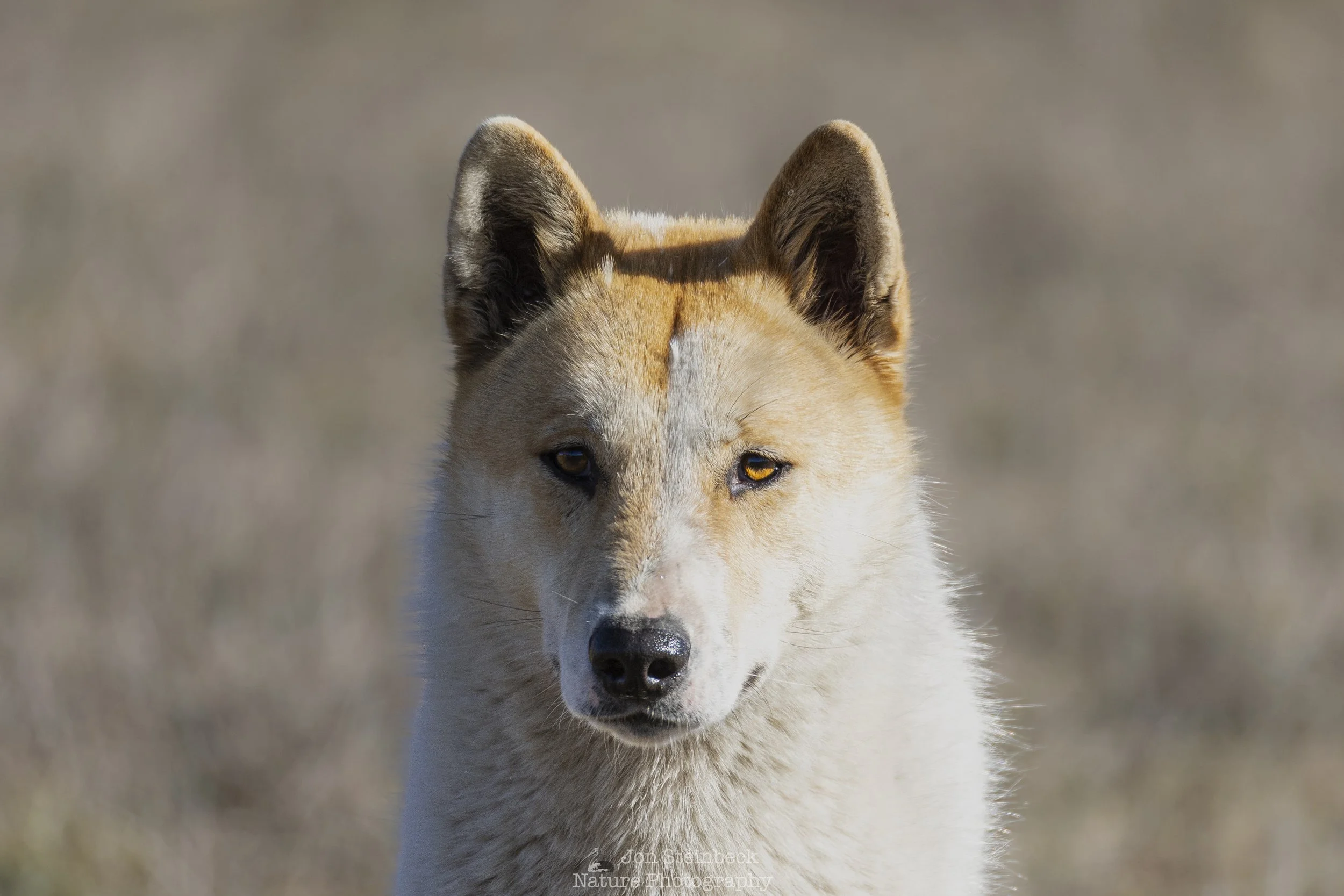 Photographing Alpine Dingoes again