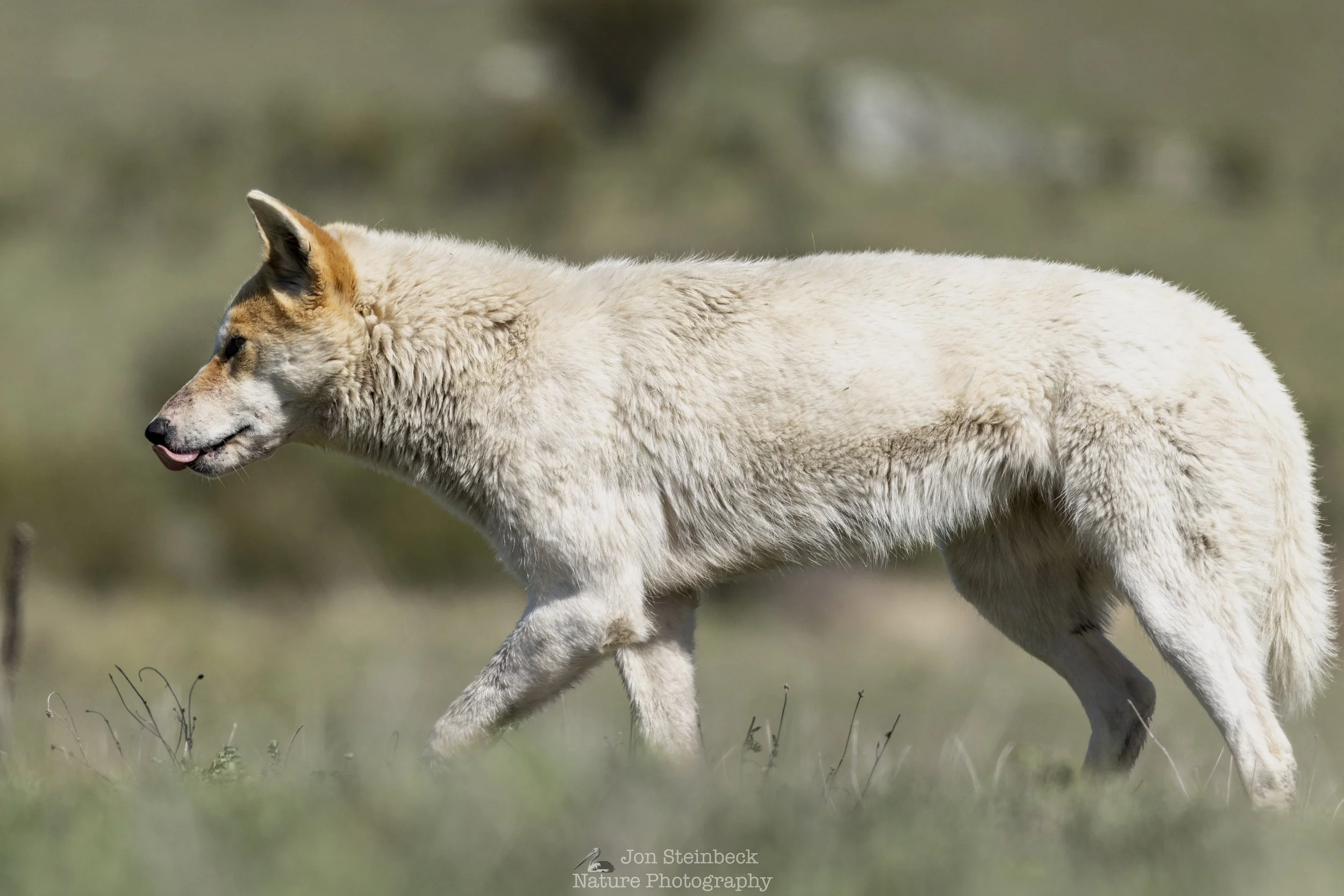 A group of Alpine Dingoes