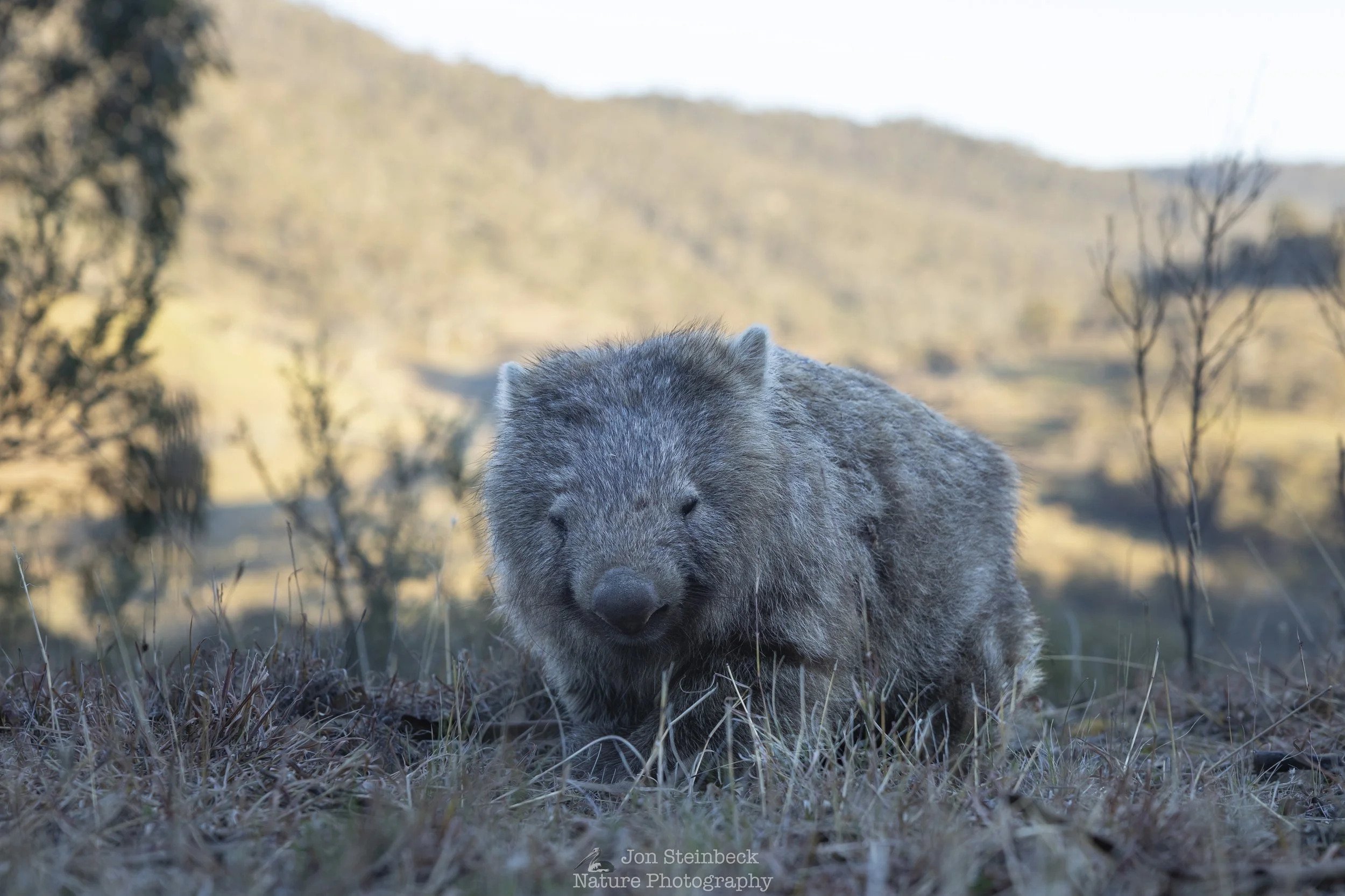 Brief encounter with a wombat