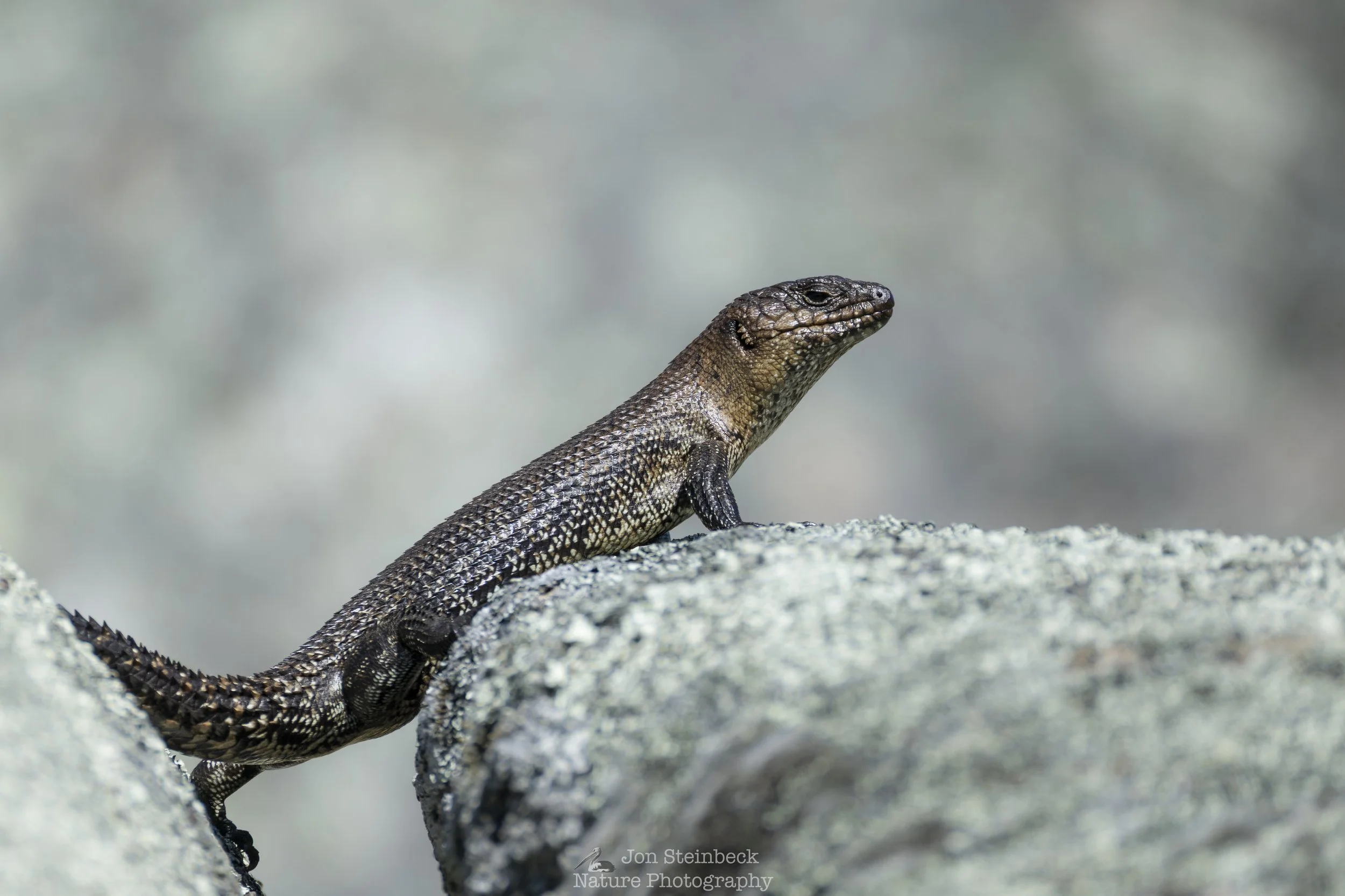 Cunningham’s Skink sunning itself