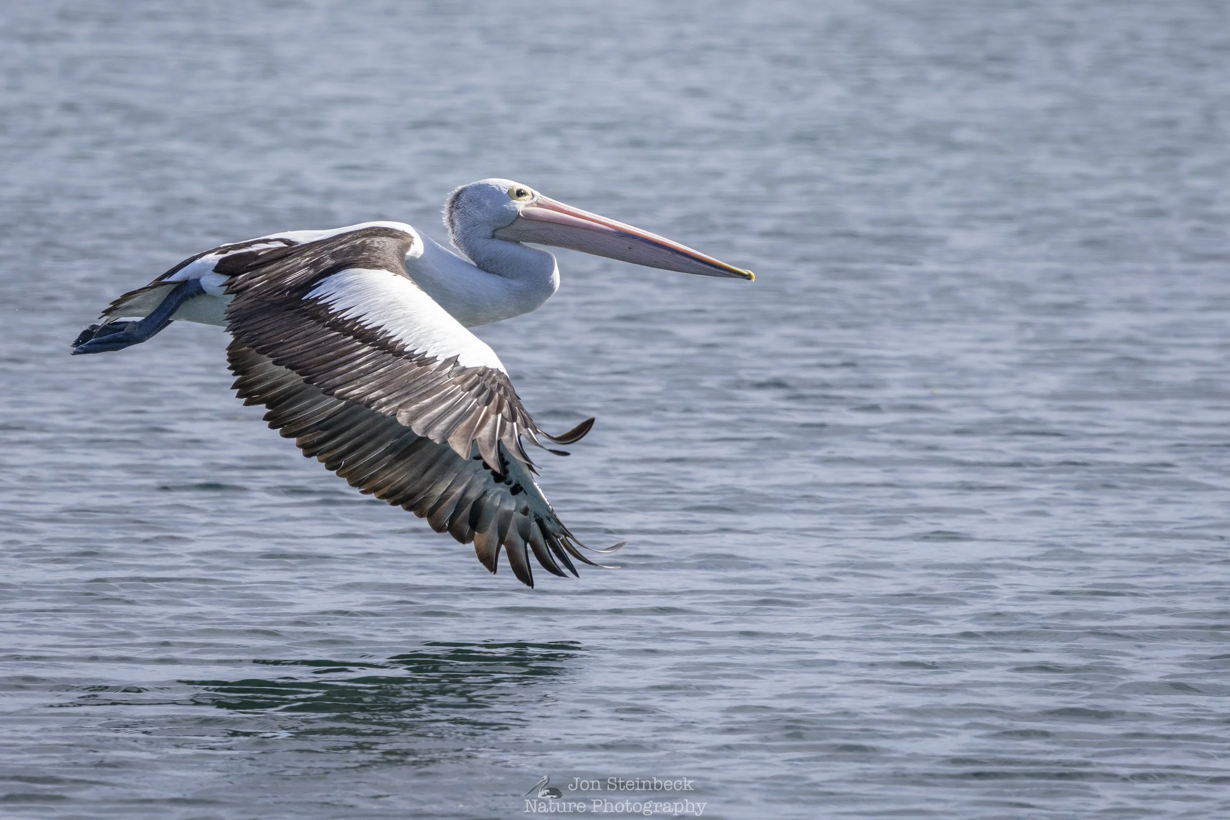 Australian_Pelican_Narooma_9737_20251113.jpg