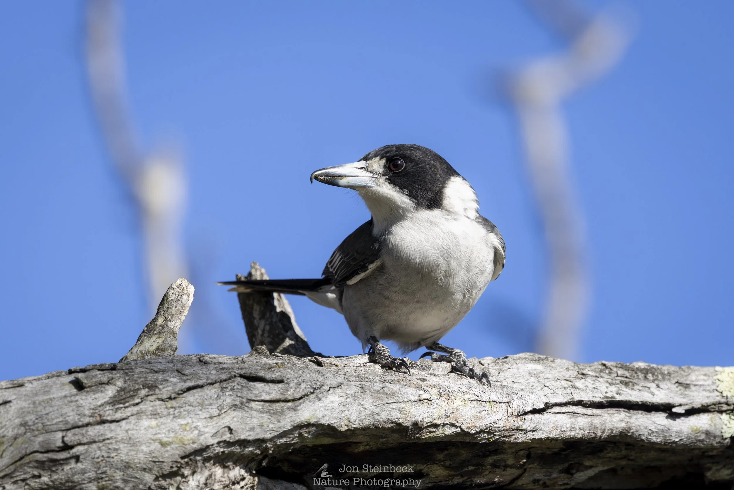 A Grey Butcherbird and other wildlife at Callum Brae Nature Reserve