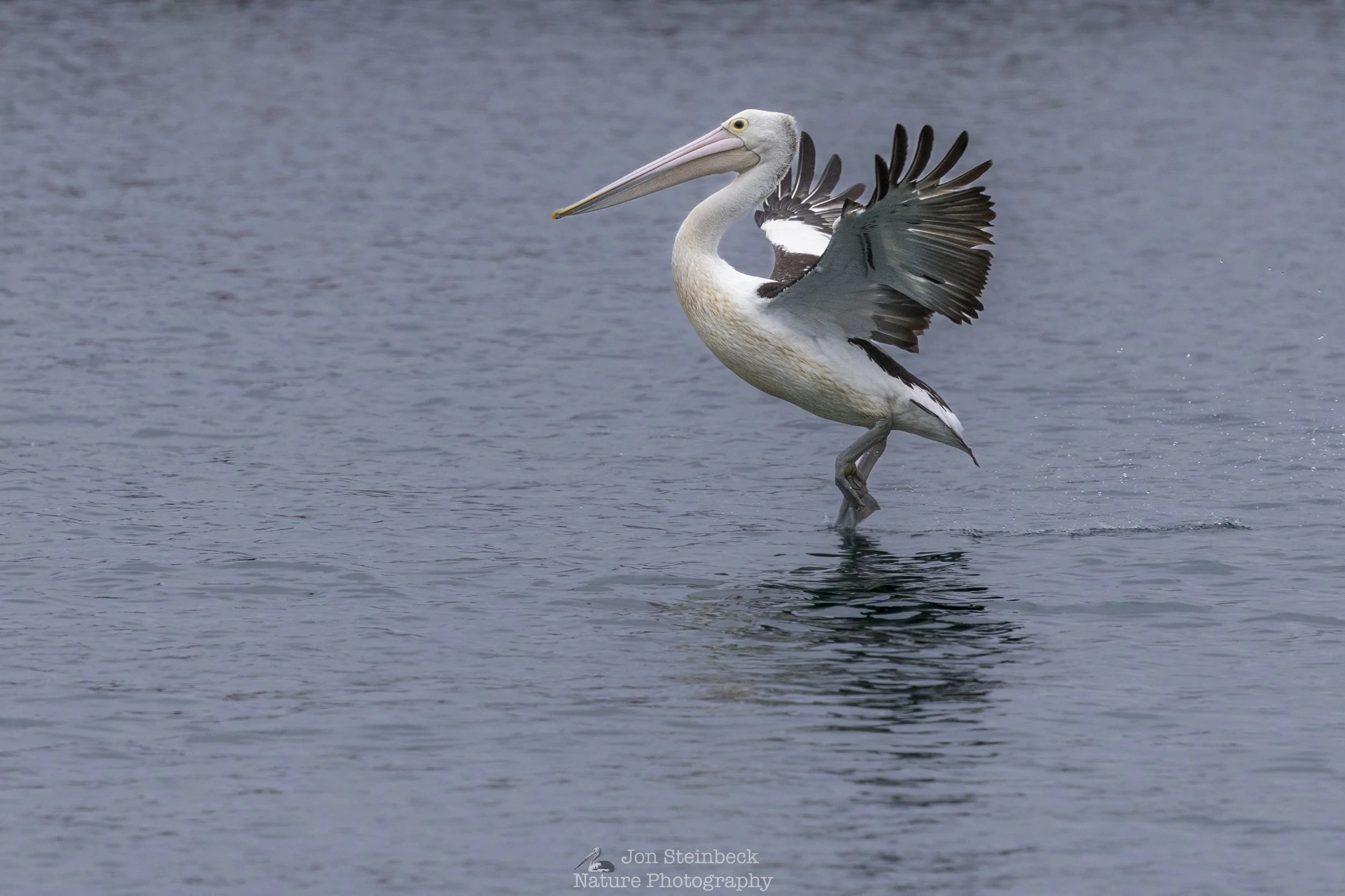 Australian_Pelican_Bermagui_1173_20251114.jpg