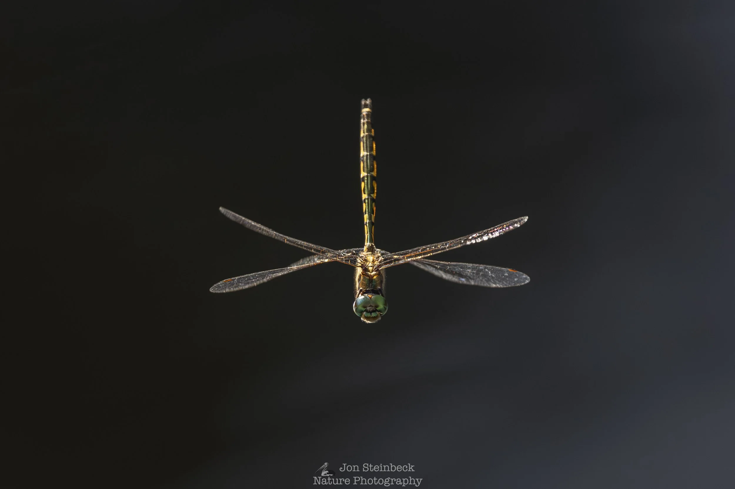 Australian Emerald Dragonfly, emeralds for eyes