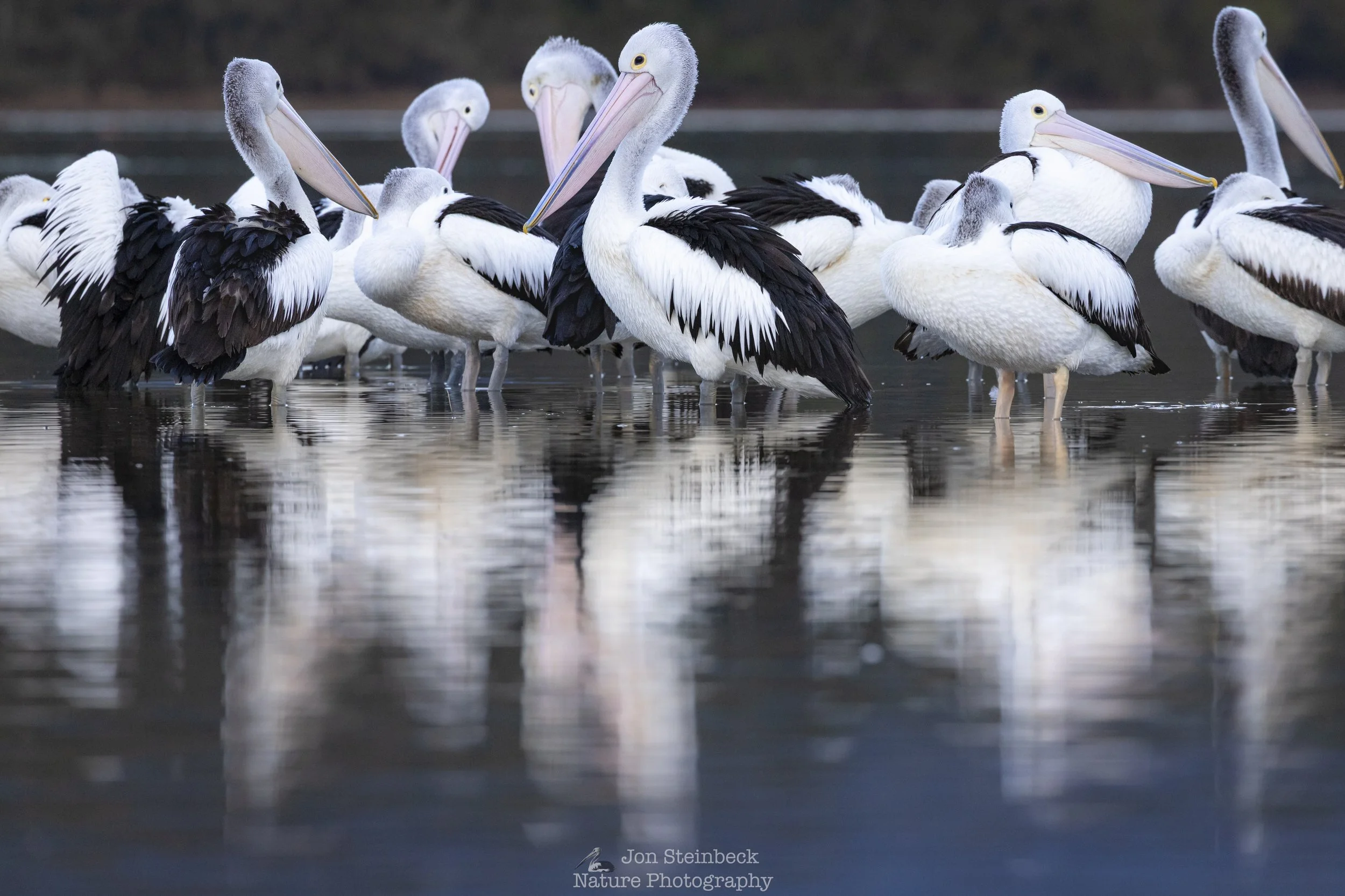 A gathering of pelicans