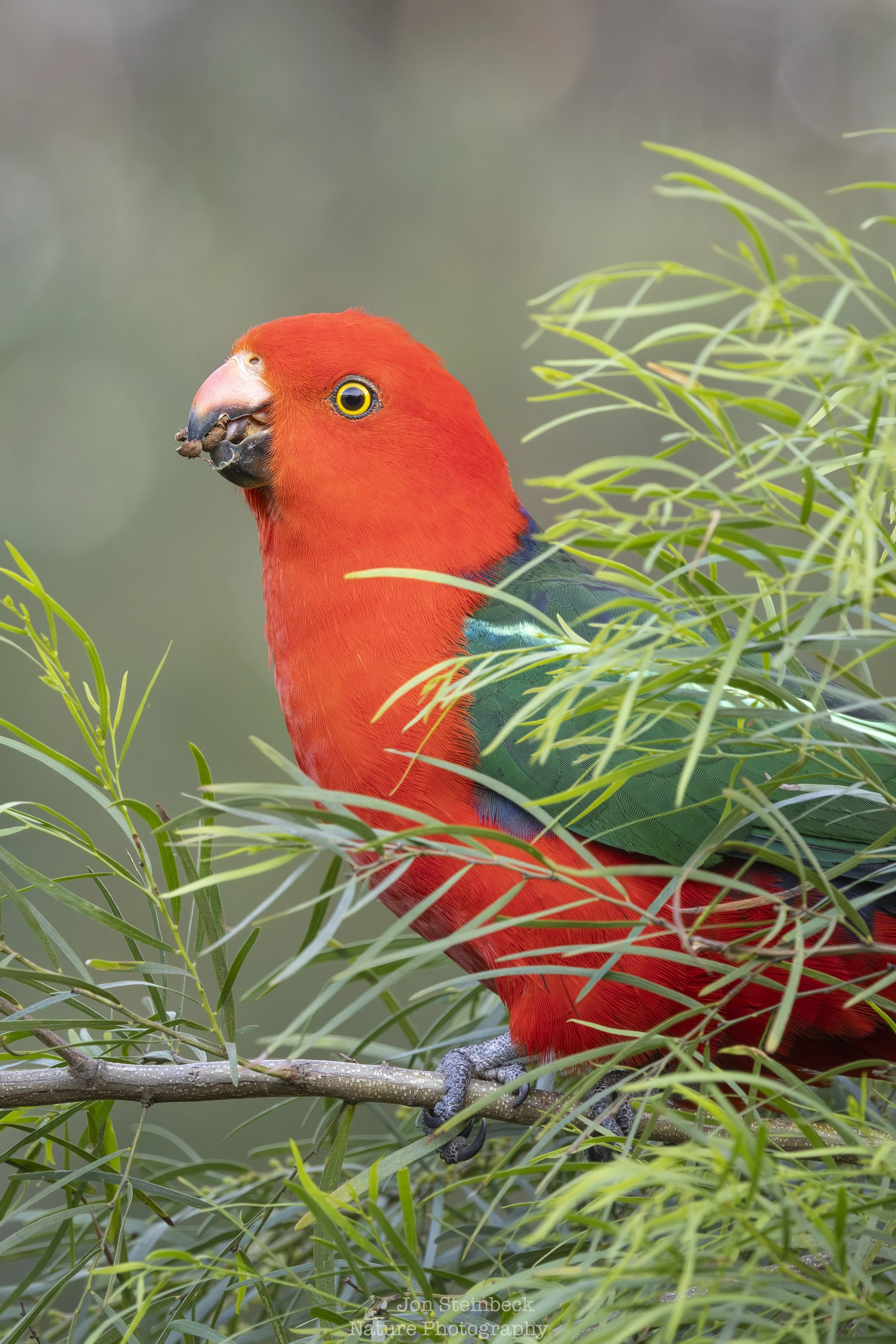 World Parrot Day 2026