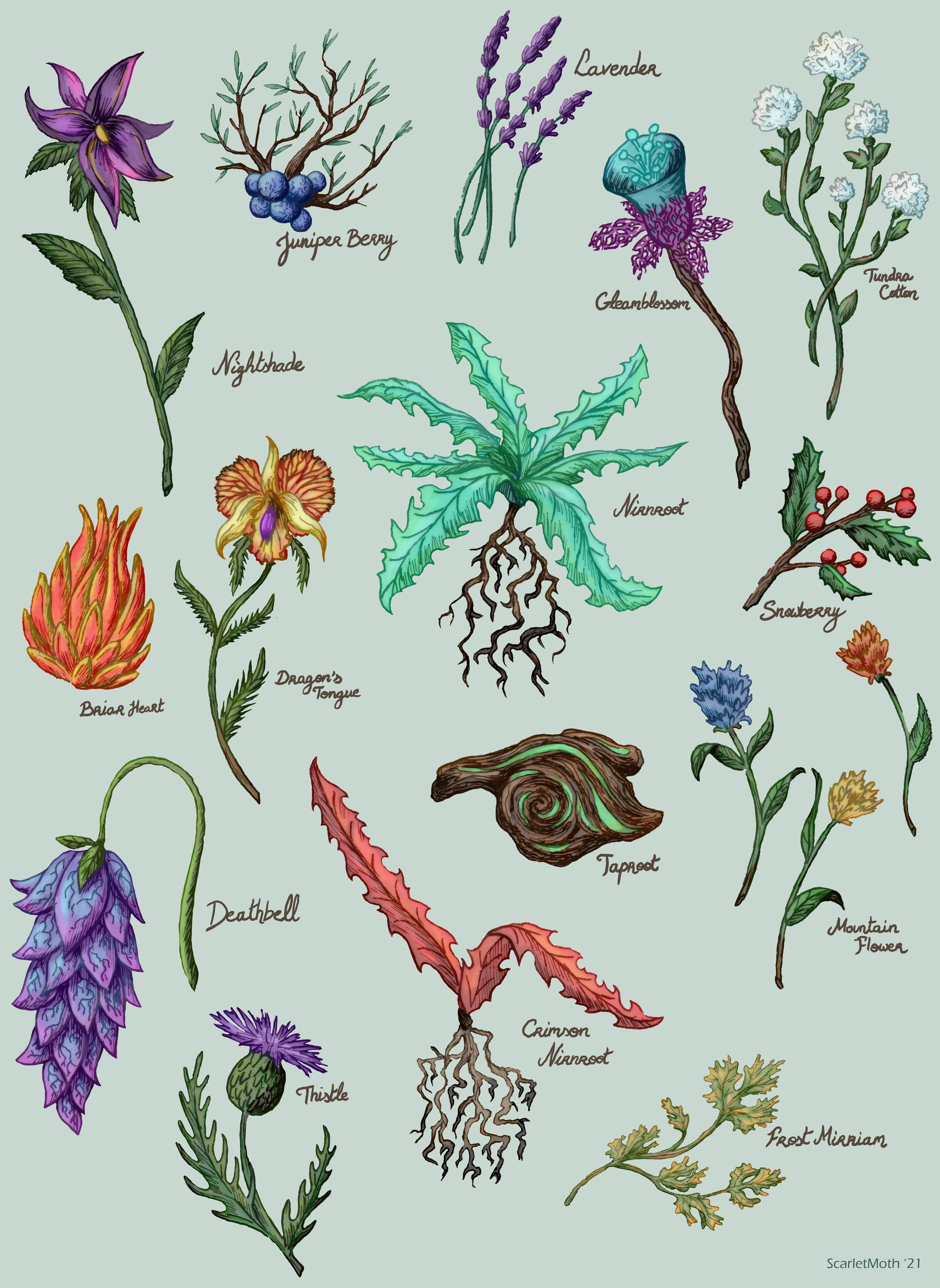 "Flora of the North", pencil and ink drawings with digital colouring. 2021