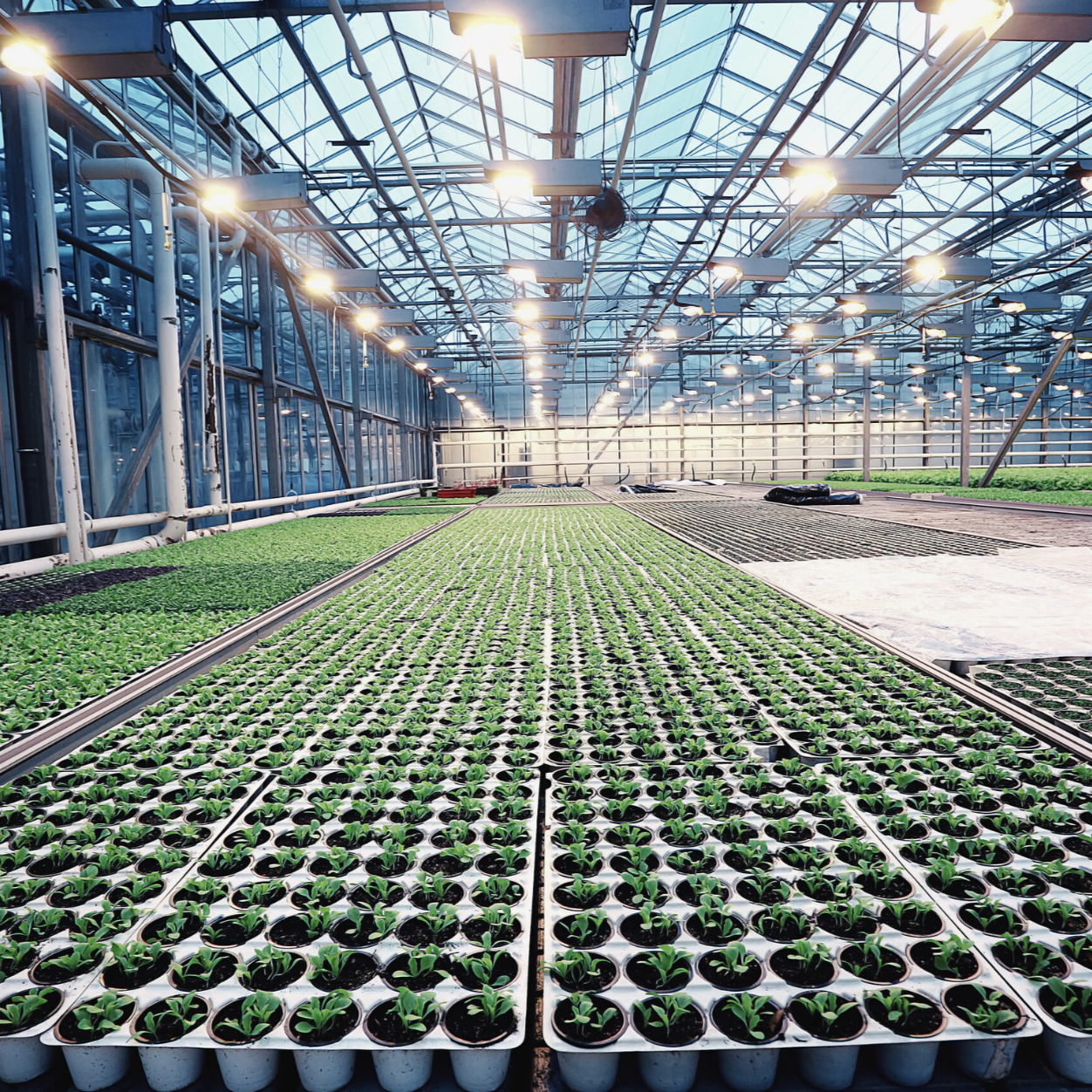 Agribusiness greenhouse operation with rows of plants, representing quality systems and operational standards in agricultural production.