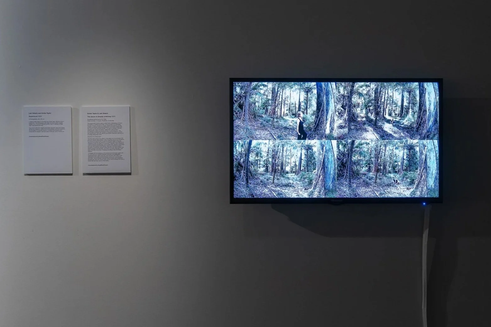 The dance is already underway
Gretel Taylor & Laki Sideris 2024
Durational performance for video, on monitor and projection.
This experiment involved dancer Gretel Taylor undertaking a 12-hour inhabitation in Sherbrooke Forest, Corhanwarrabul, on Wur