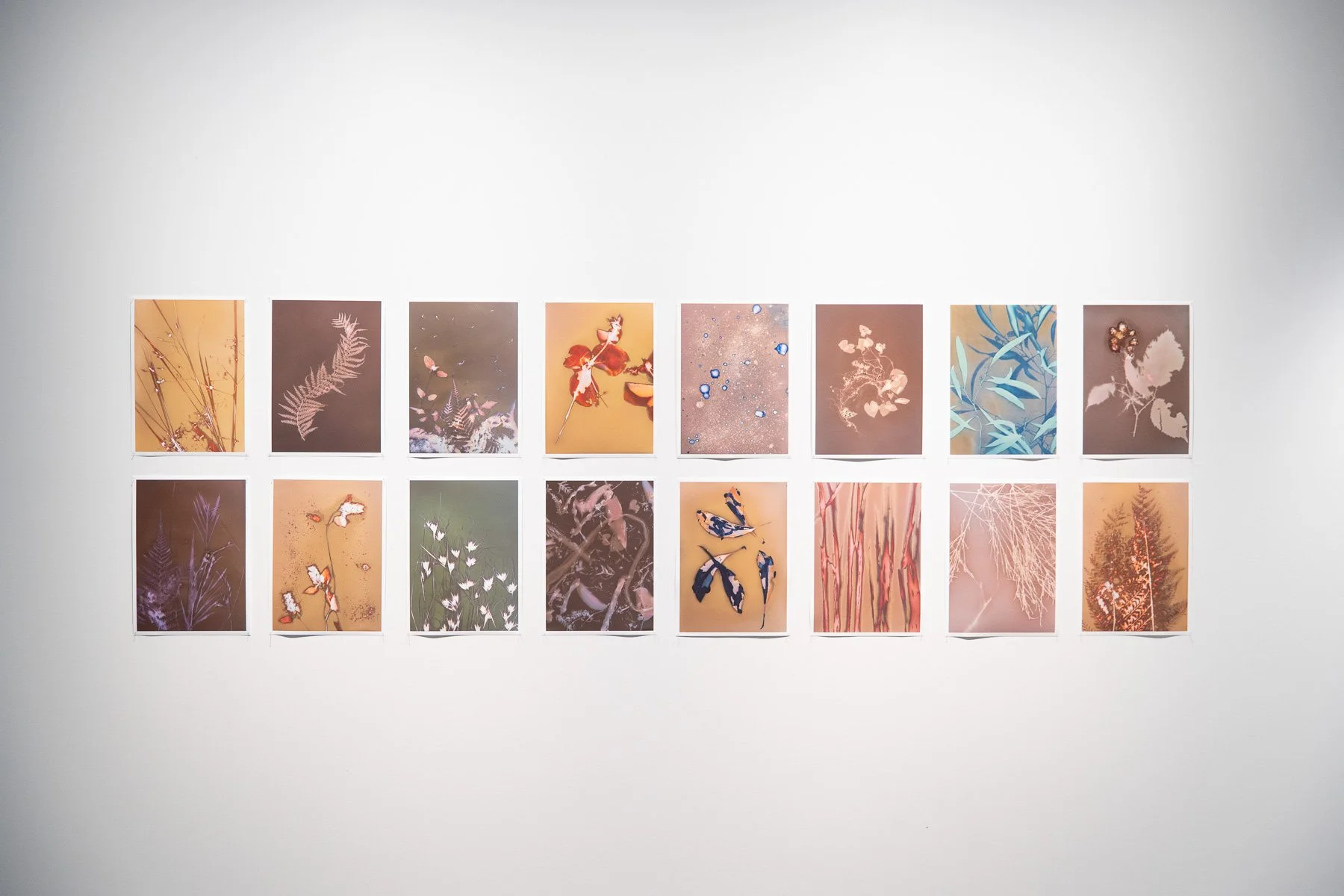 Life and death in the undergrowth
Rebecca Murray 2025
Archival pigment prints of photographed lumens, cyanotype & cyano-lumens (unfixed).
Under the rainforest canopy, signs of life, death, deterioration and regeneration are everywhere. Easily seen