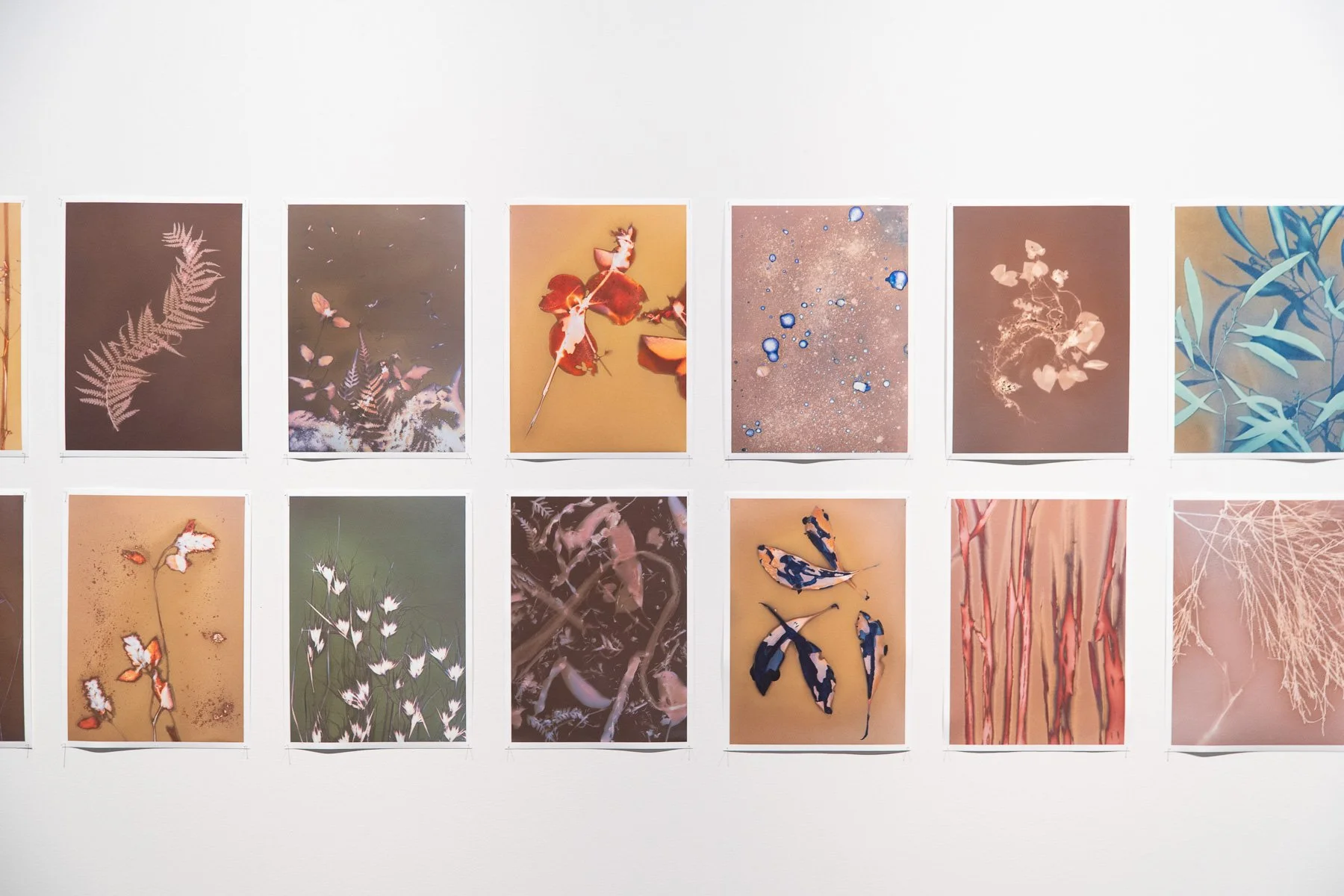 Life and death in the undergrowth
Rebecca Murray 2025
Archival pigment prints of photographed lumens, cyanotype & cyano-lumens (unfixed).
Under the rainforest canopy, signs of life, death, deterioration and regeneration are everywhere. Easily seen