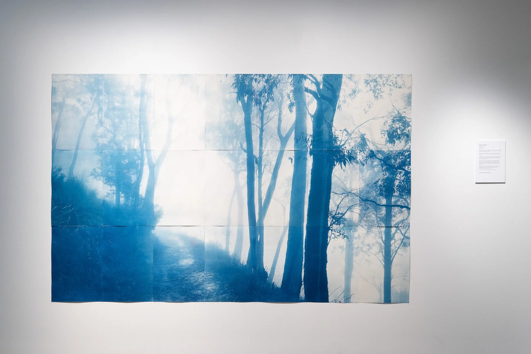Echoes
Rebecca Murray
2025
Cyanotypes.
Prominent on the skyline of Melbourne’s east are the Dandenong Ranges /Corhanwarrabul. The remains of an extinct volcano, the fertile soils are home to all kinds of life.
In and amongst the understory, along n