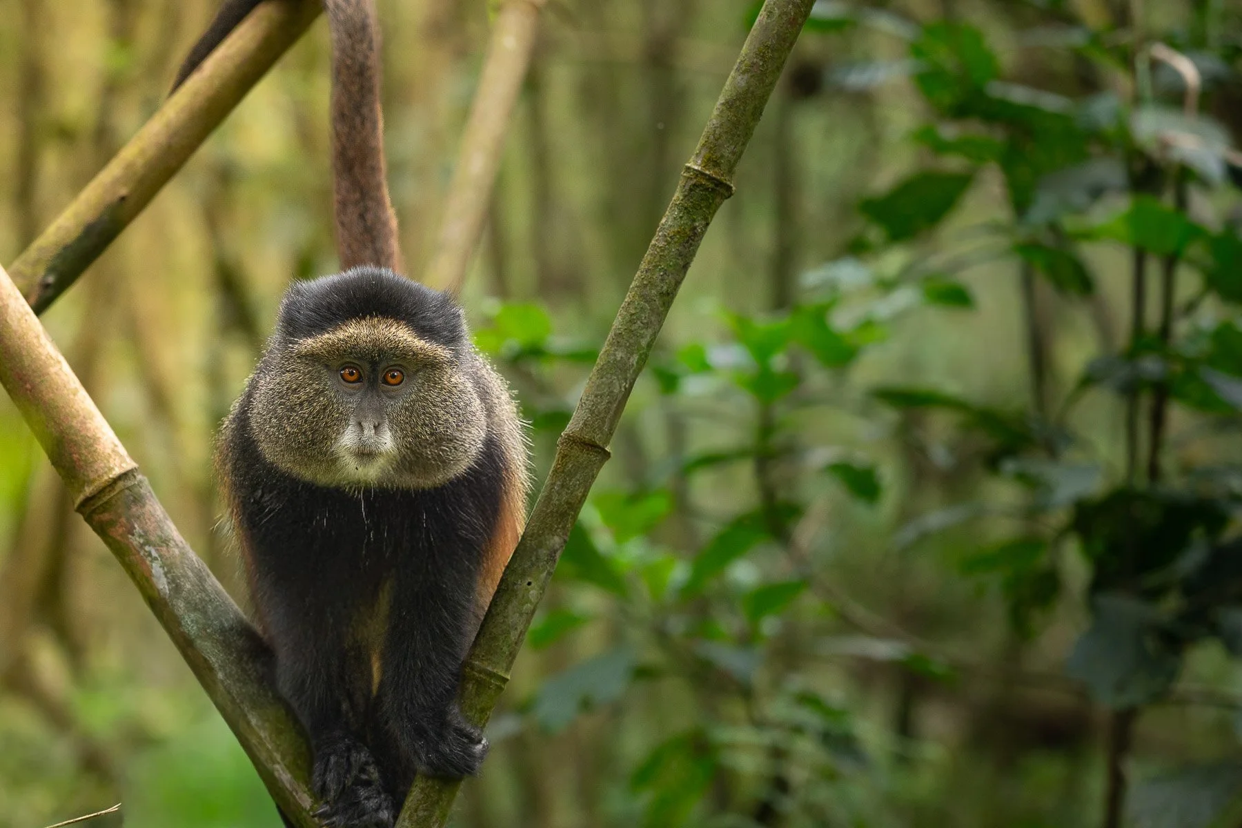 Wildcape Rwanda Ugunda Explorer-1.jpg