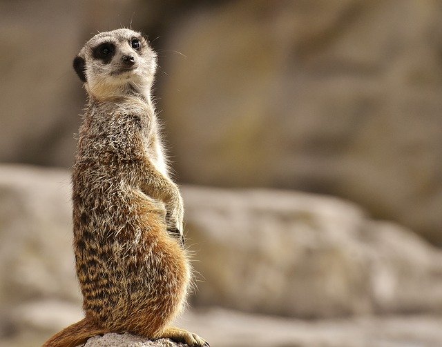meerkat-3314348_640.jpg