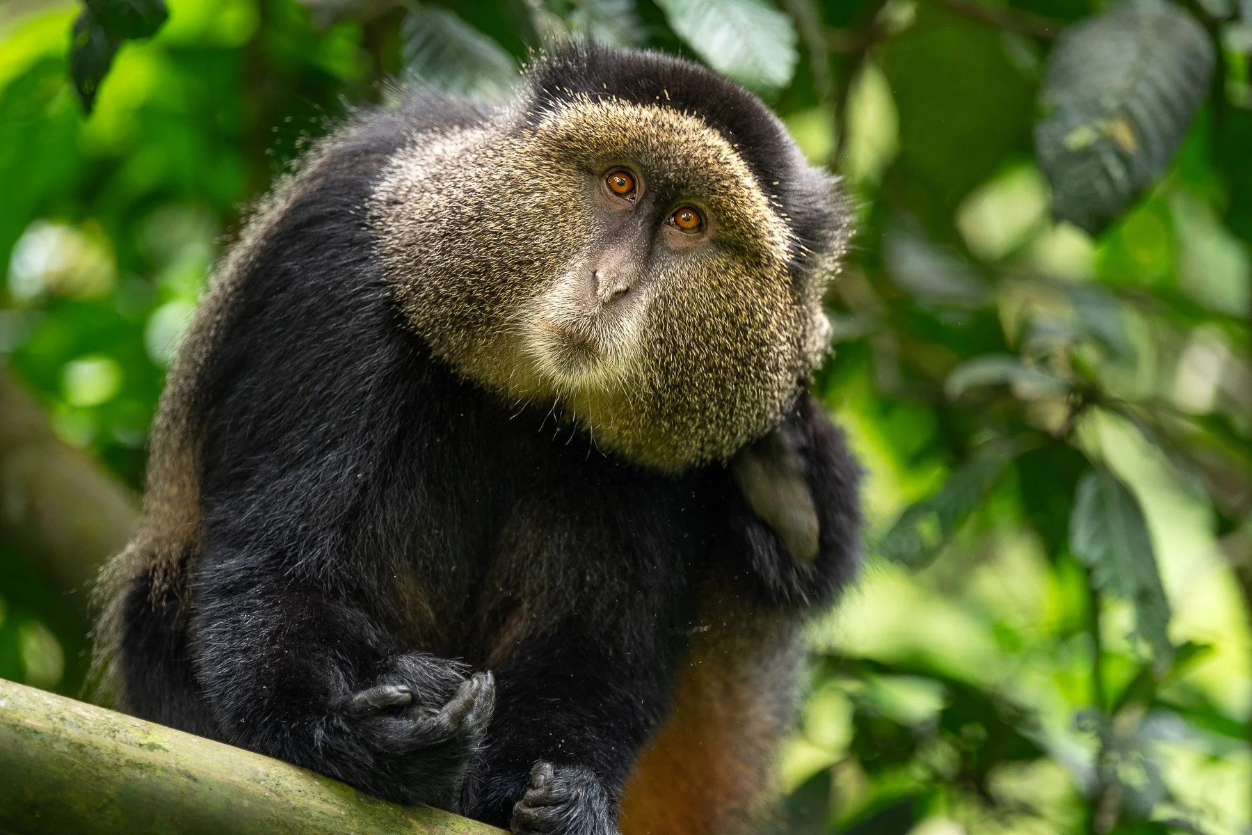 Wildcape Rwanda Ugunda Explorer-3.jpg