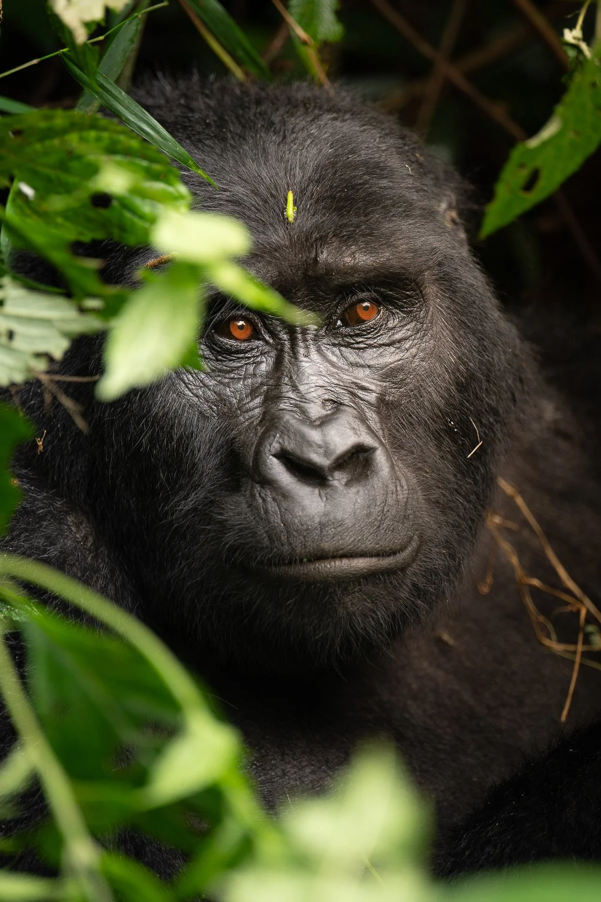 Wildcape Rwanda Ugunda Explorer-9.jpg