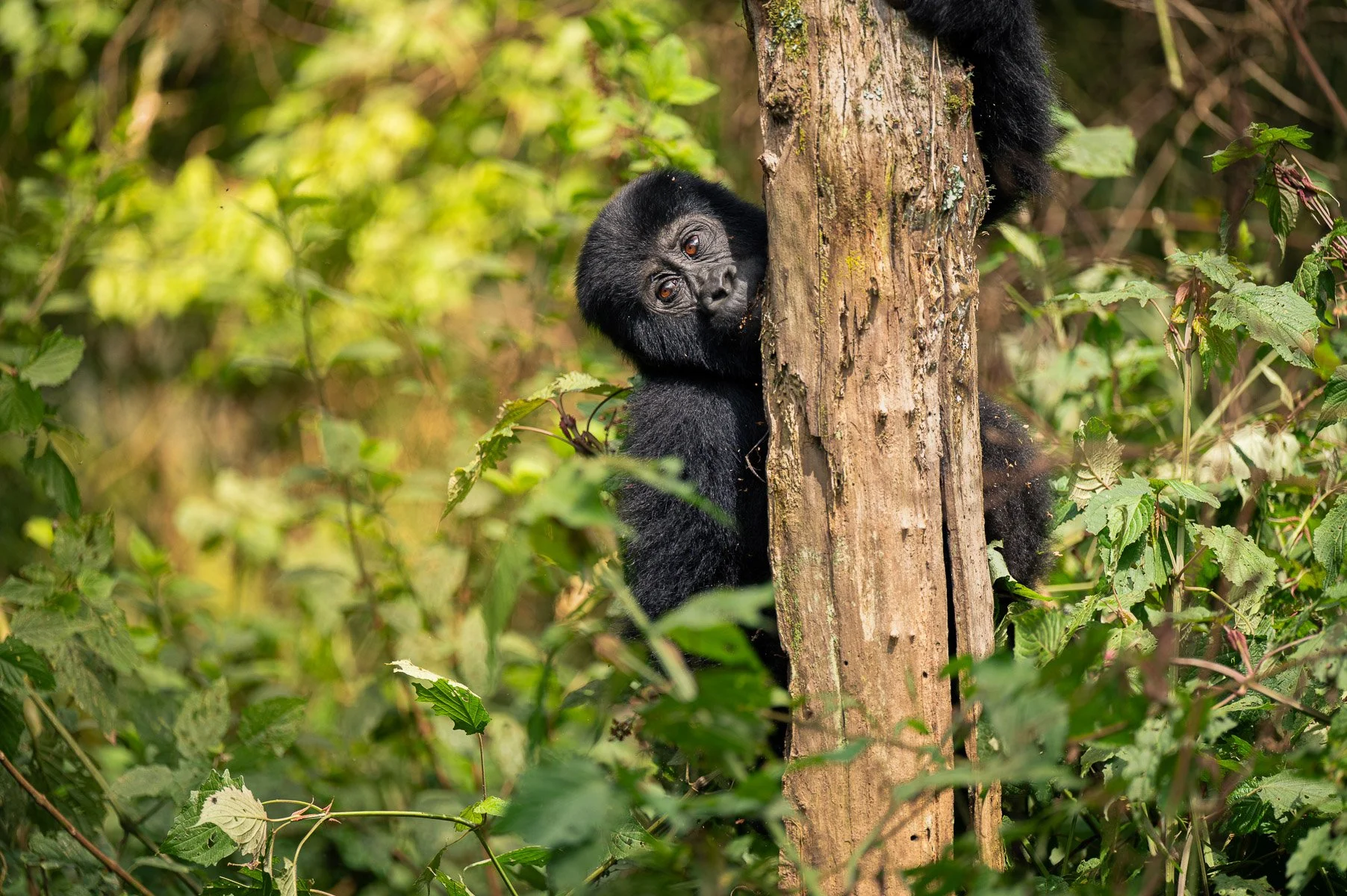 Wildcape Rwanda Ugunda Explorer-12.jpg