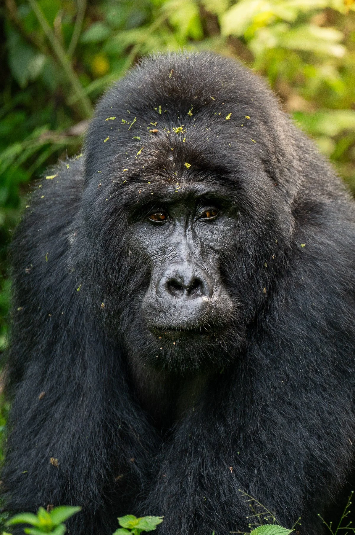 Wildcape Rwanda Ugunda Explorer-14.jpg