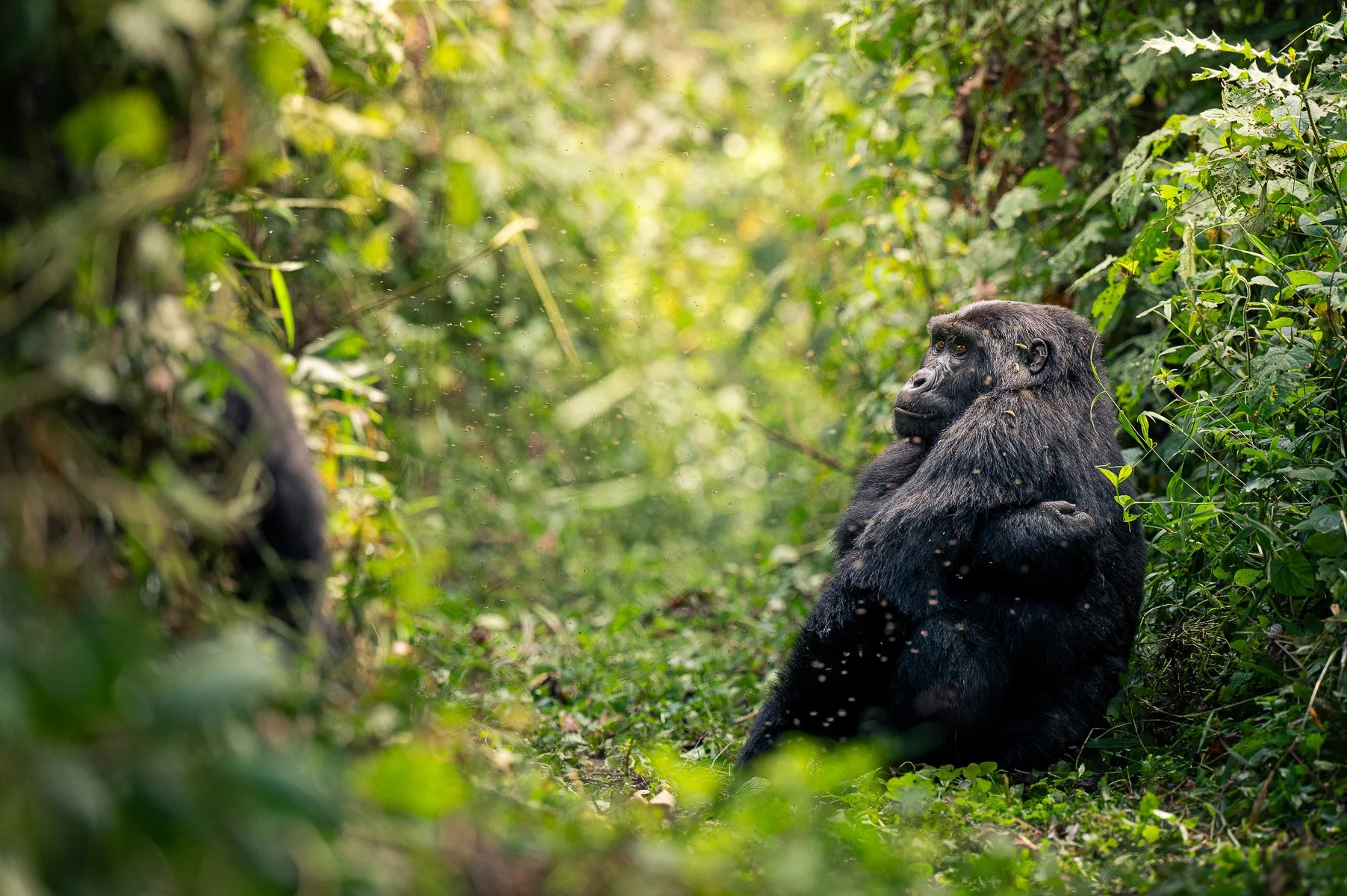 Wildcape Rwanda Ugunda Explorer-15.jpg