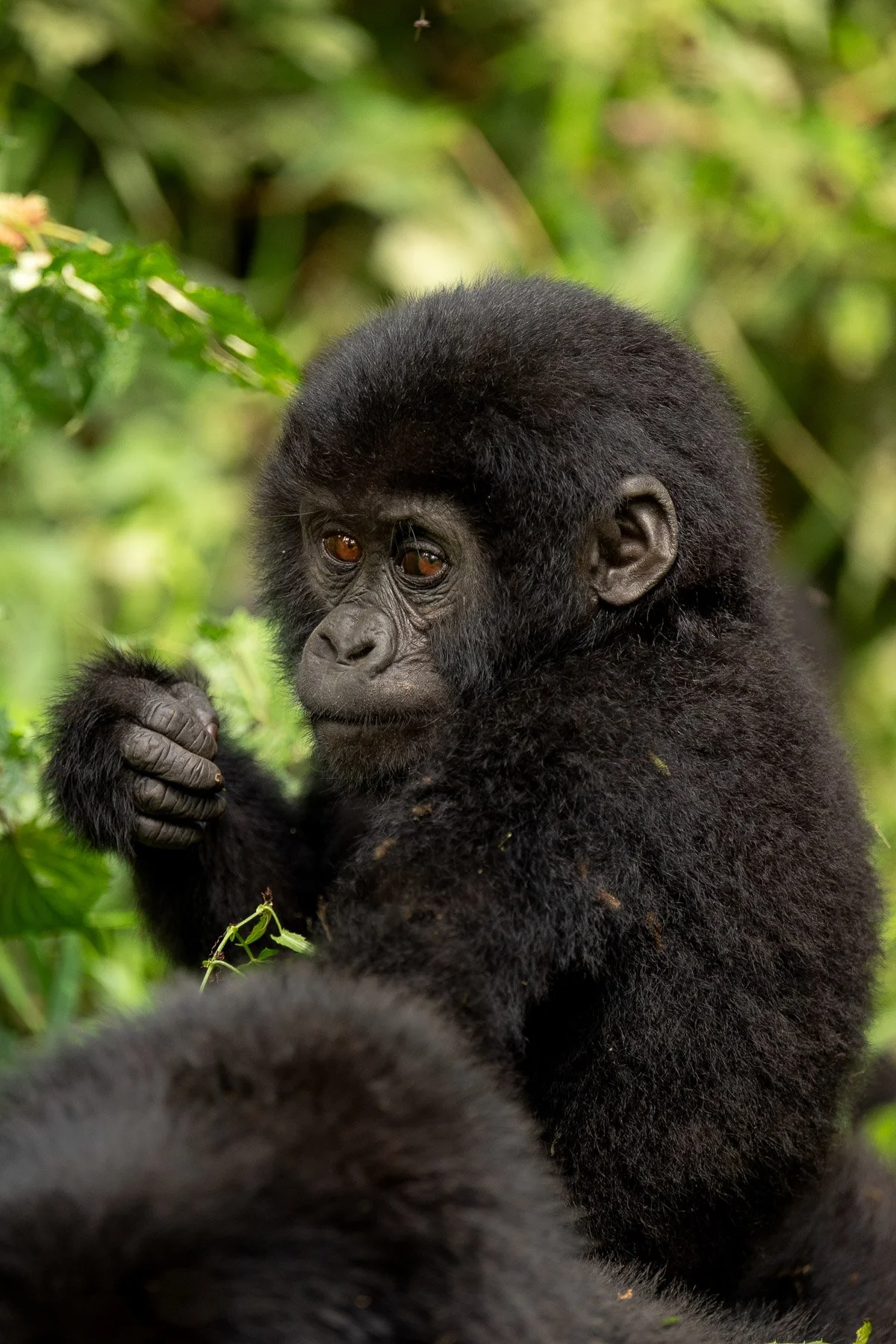 Wildcape Rwanda Ugunda Explorer-11.jpg