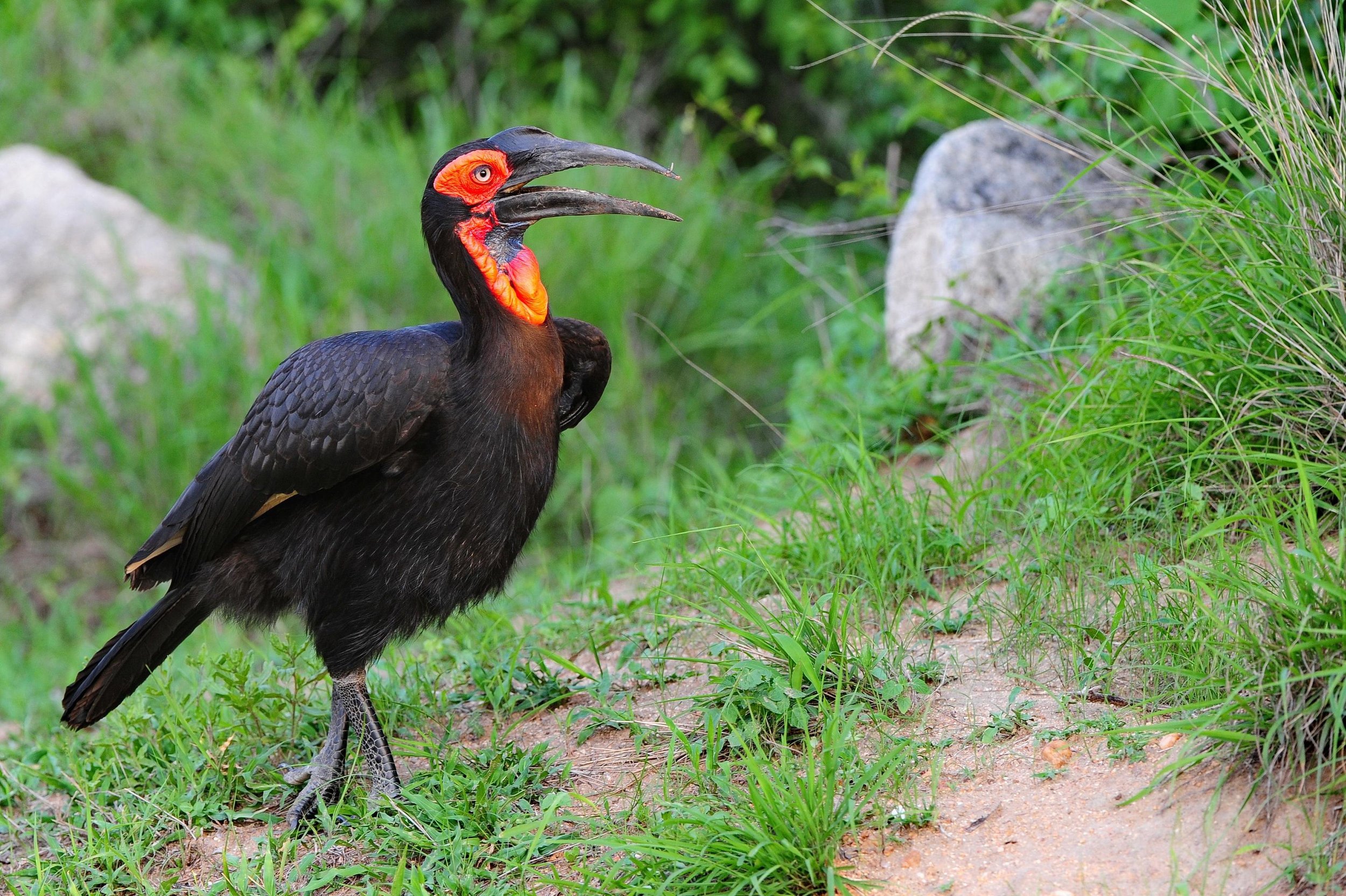 ground_hornbill.jpg