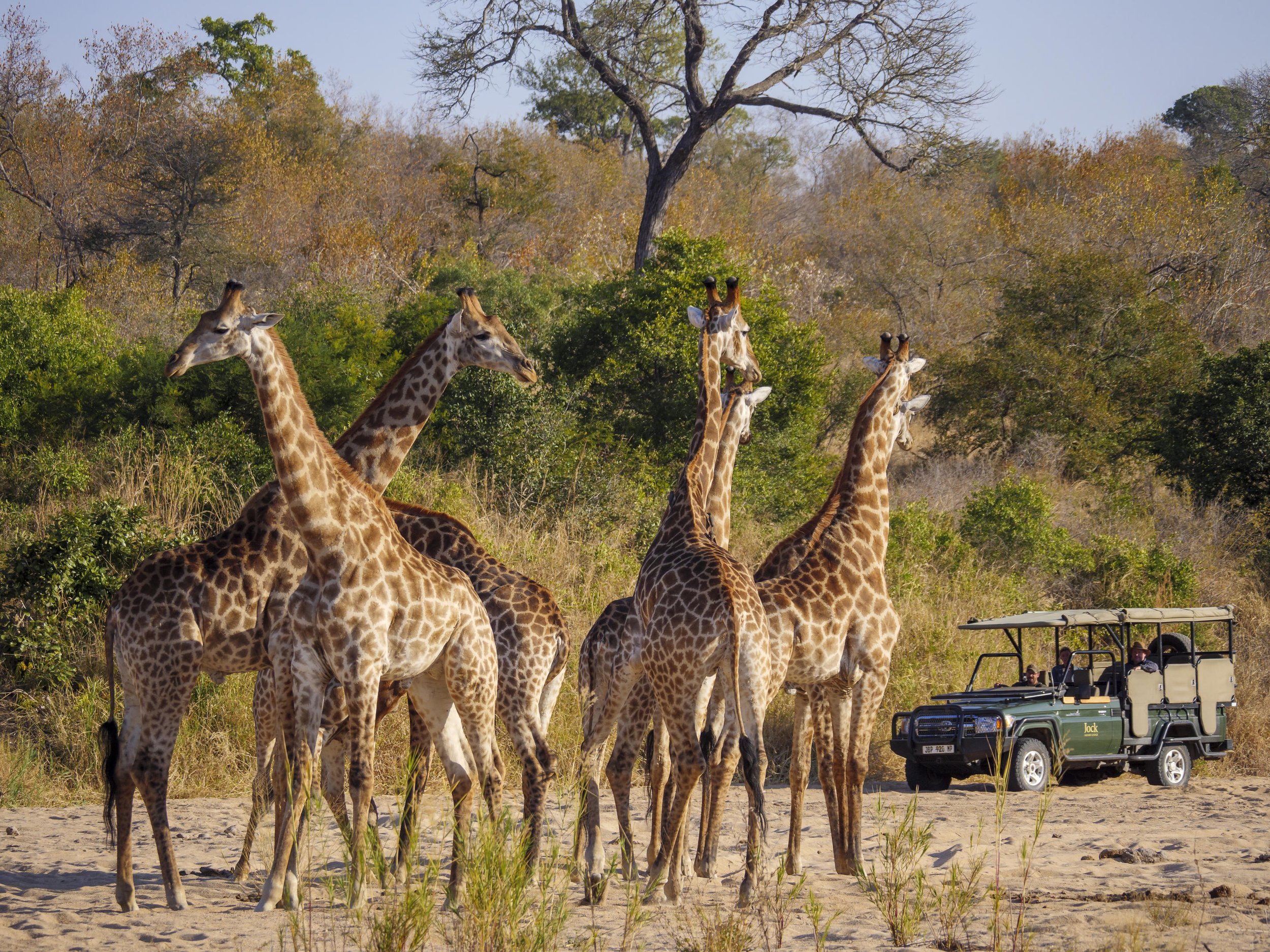 Jock Safari Lodge_3.jpg