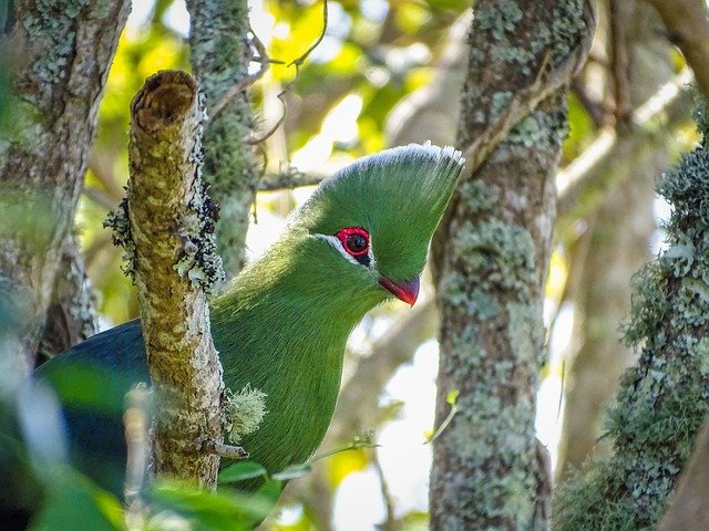 knysna-lourie-7092767_640.jpg