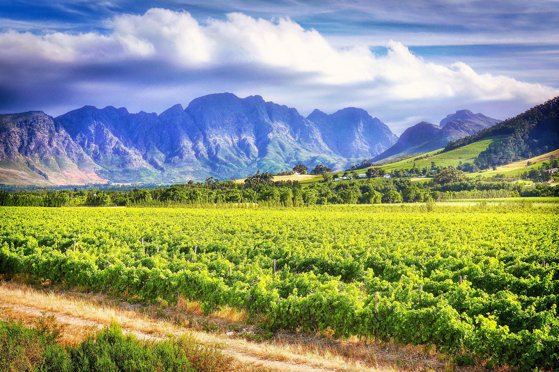 vineyard-g83f113722_1920.jpg