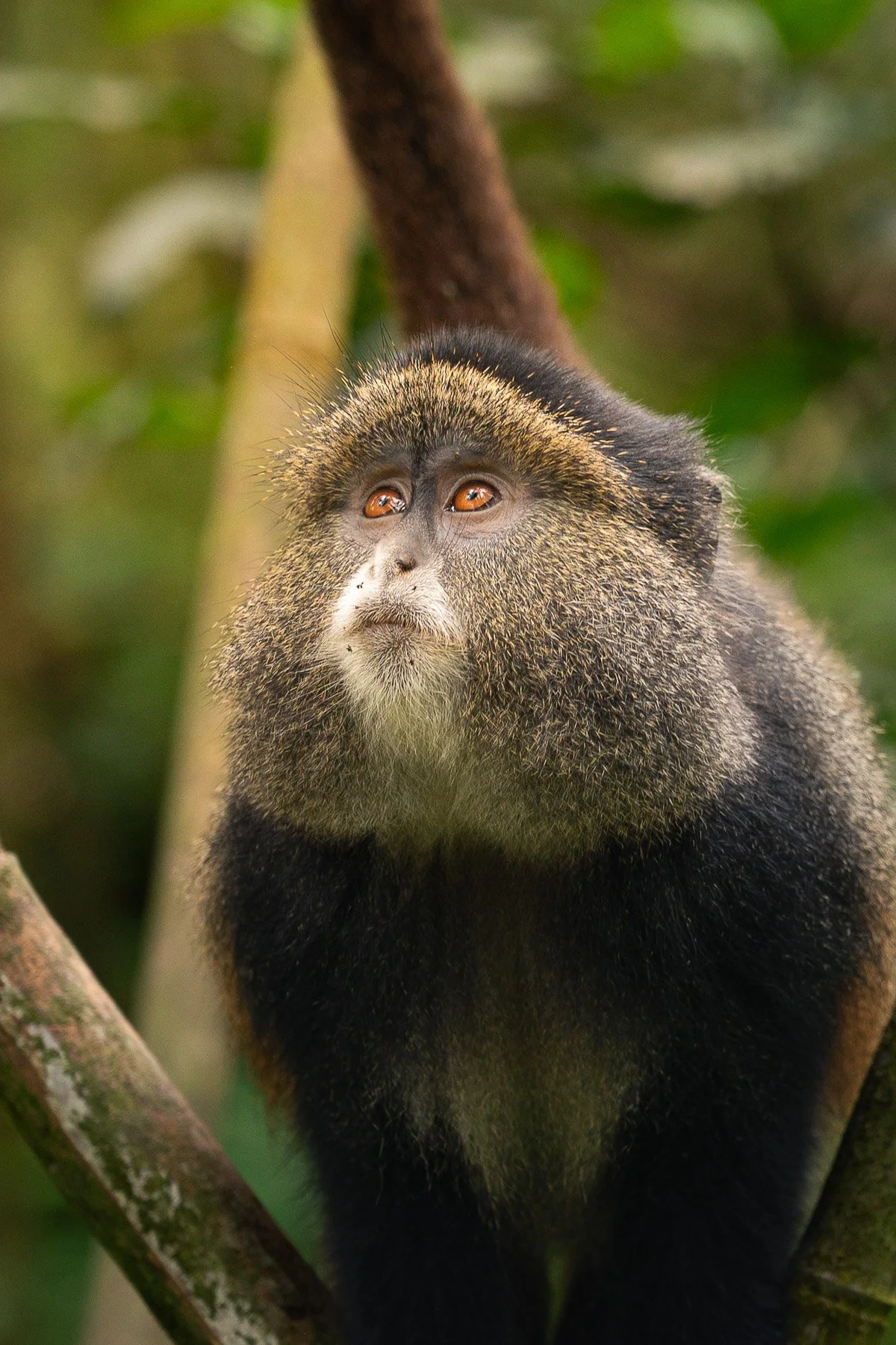 Wildcape Rwanda Ugunda Explorer-2.jpg