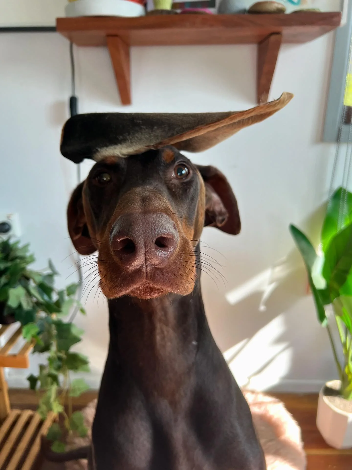 Zephyr with Hell Hound Treats Cow Ear