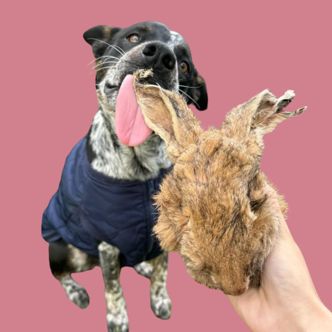 Wild Furry Rabbit Head