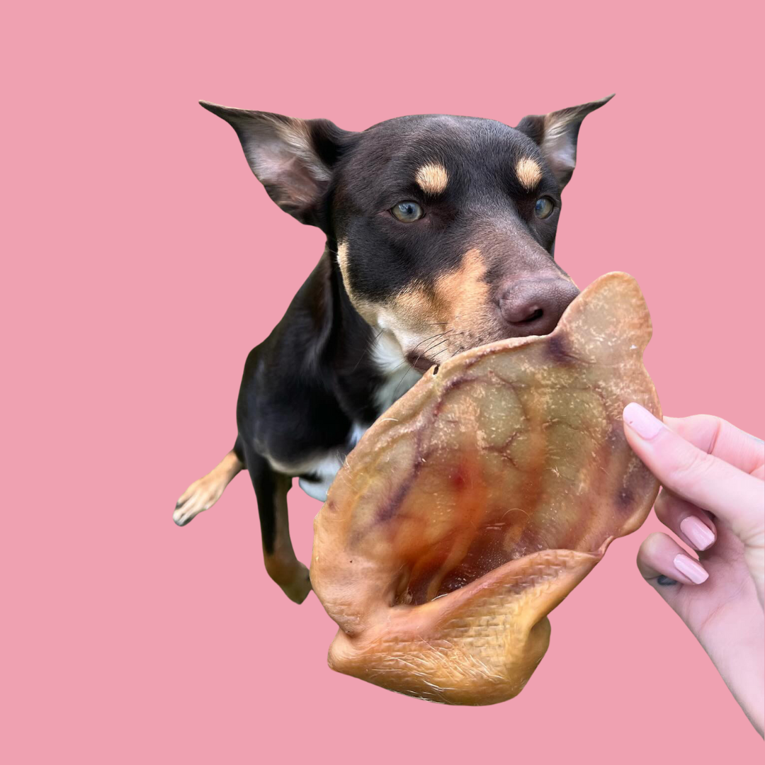 Pig Ears
