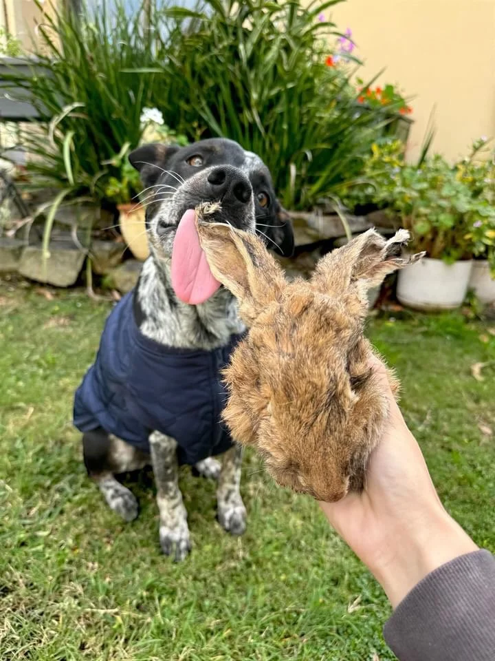 Richie with furry rabbit head